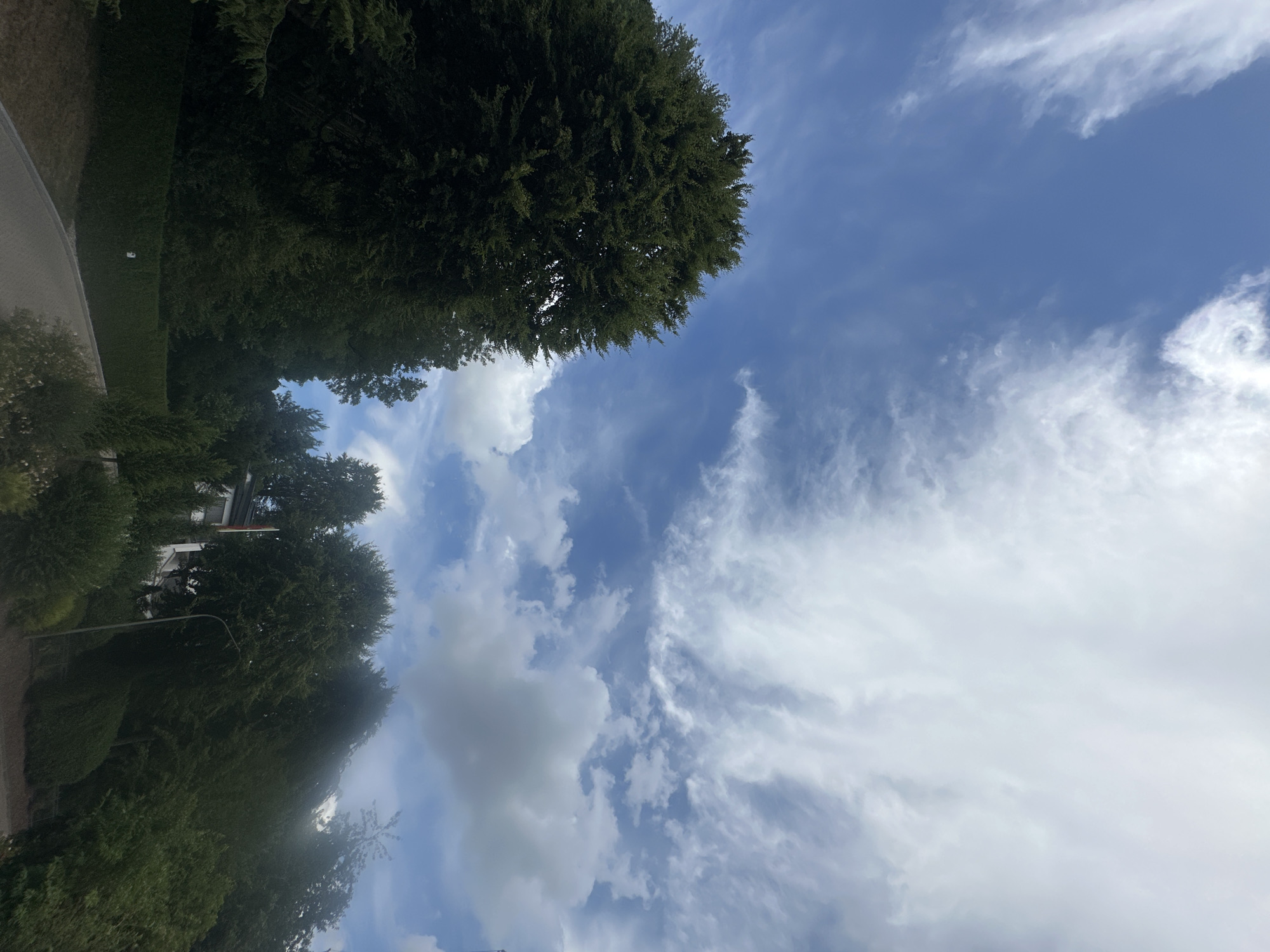 The image depicts an outdoor scene under a partly cloudy blue sky. On the left, a large, dense green tree dominates the foreground. A paved road curves from the lower left corner upwards and towards the right. In the mid-ground and background, more trees and foliage line the landscape. A white building with a flag pole is partially visible amongst the trees on the right side of the image. A street light is also present. The scene appears to be a residential or park area. This image is located in Günzburg, Germany.