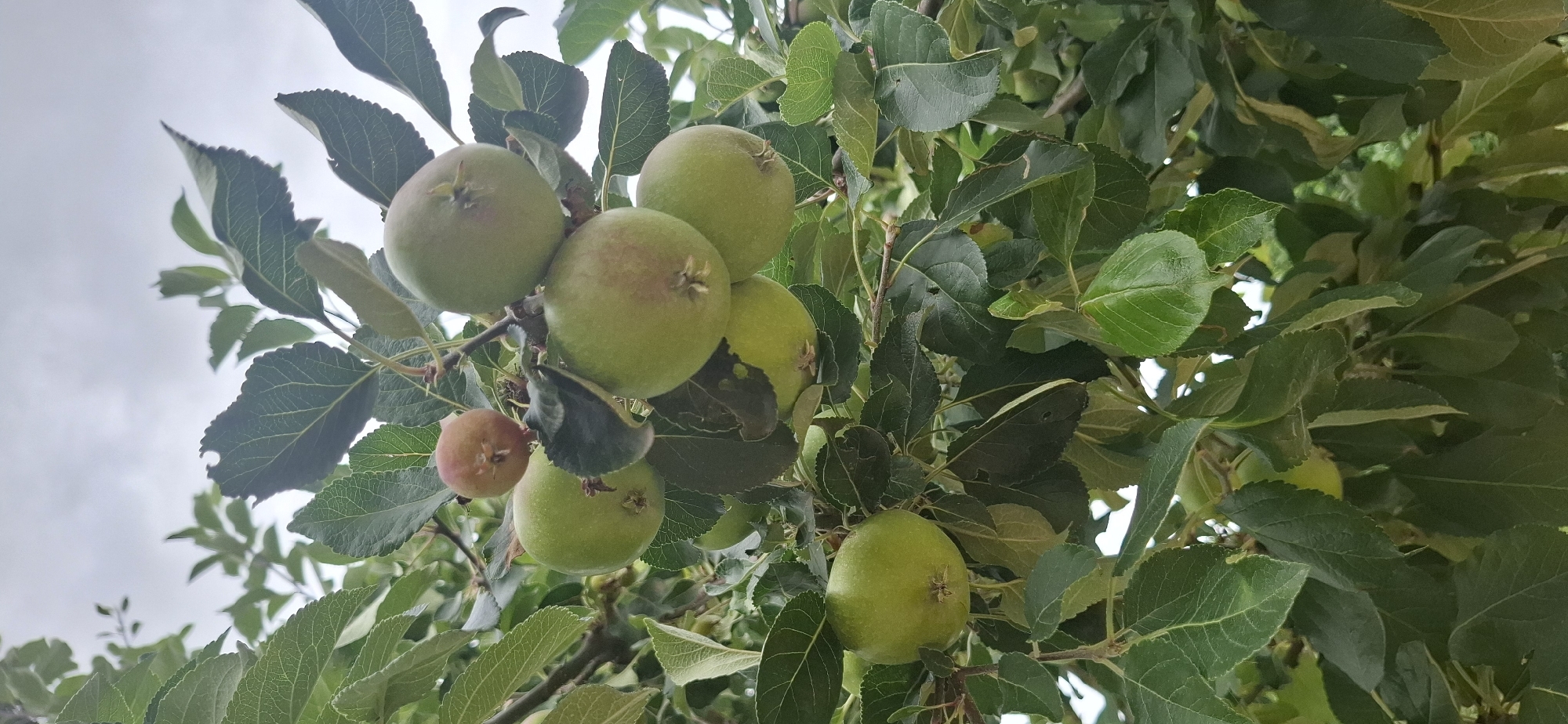 This image shows a close-up view of an apple tree branch laden with green apples and dark green leaves against a cloudy sky. The apples are of varying sizes, with some appearing to be developing and others more mature. The leaves are lush and form a dense canopy, with some showing signs of minor damage. The overall impression is one of natural growth and the early stages of fruit development. There are no people or structures visible in the frame. The specific location within Hürth, Germany, cannot be determined from the image alone.