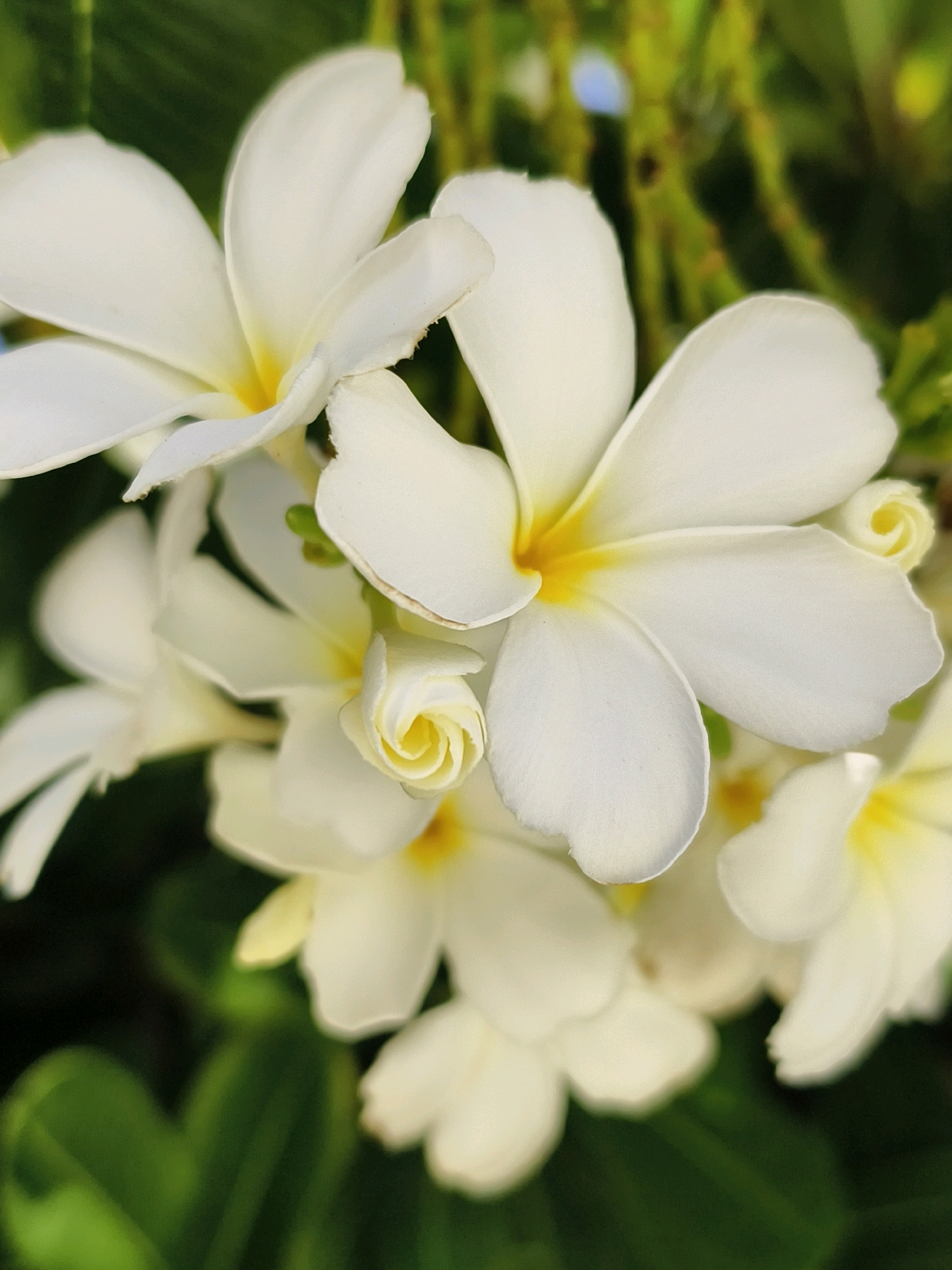A close-up, slightly overhead shot captures a cluster of white plumeria flowers with yellow centers. The petals are delicate and slightly curled, with some showing a creamy texture and subtle browning at the edges. The background is a blur of green foliage and hints of brown branches, suggesting an outdoor natural setting. There are no people, animals, or man-made objects visible. The image is well-lit, with the natural light highlighting the textures and forms of the flowers. The location is not discernible from the image itself; however, plumeria flowers are commonly found in tropical and subtropical regions, and given the prompt's request, it is possible such a scene could be found in Umm Al Quwain, United Arab Emirates, where such flora might be cultivated in gardens or public spaces.