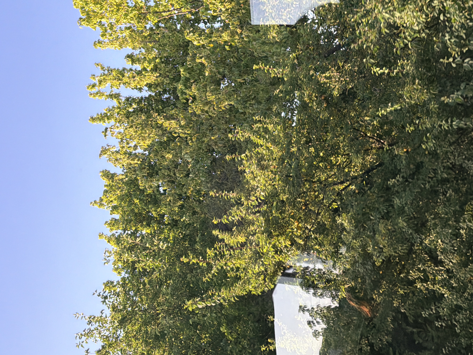 The image shows a dense canopy of green trees against a clear blue sky. Sunlight filters through the leaves, creating dappled patterns of light and shadow. In the foreground, parts of a reflective surface, possibly glass or metal, are visible, showing distorted reflections of the trees and sky. The overall scene suggests an outdoor environment, likely a park or residential area with mature trees. The location is identified as Tsaratsovo, Bulgaria.