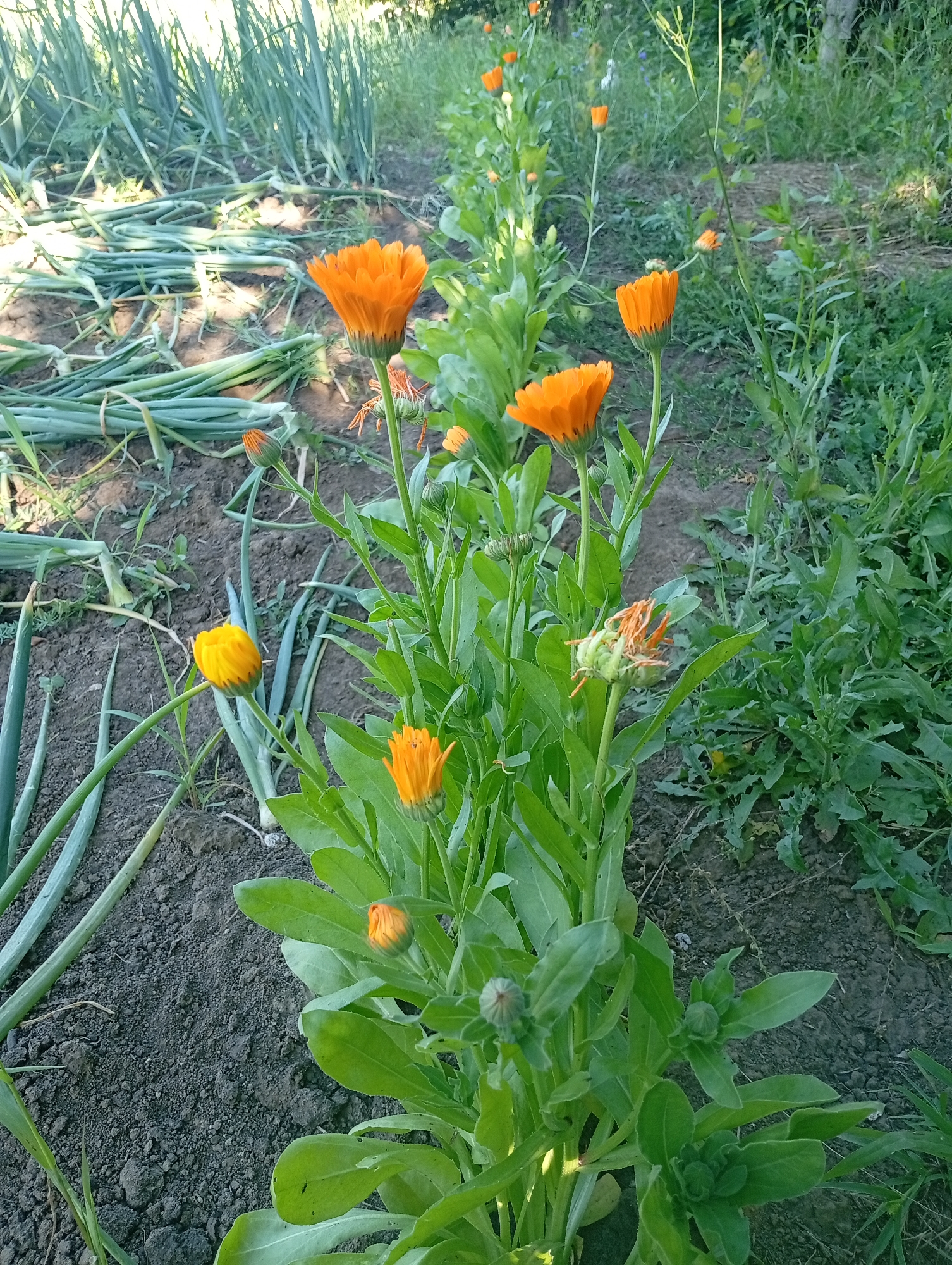 The image shows a garden plot in Buțeni, Moldova. In the foreground, several bright orange calendula flowers are in bloom, with some buds also visible. To the left of the calendula, there are rows of harvested green onions lying on the dark soil. In the background, more green foliage and plants are present, with a hint of trees and a fence line in the distance. The scene appears to be a well-tended vegetable and flower garden in a rural or semi-rural setting.