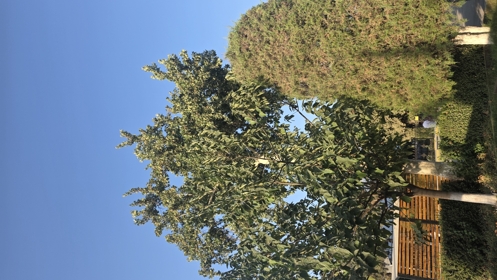 This is a vertical, eye-level, outdoor photograph taken in Nariman, Kyrgyzstan. The image is dominated by two trees against a clear, bright blue sky. On the left is a large deciduous tree with full, green foliage and a light-colored, thick trunk. To its right is a tall, conical evergreen tree, densely packed with green needles, appearing somewhat drier and brown in places, especially towards the top.
In the mid-ground, behind the trees, a wooden slatted fence runs horizontally. The fence is made of light brown wooden slats with darker gaps between them, set against a darker structure. A short, neatly trimmed green hedge runs in front of the fence. A paved pathway is visible to the right of the evergreen tree, suggesting an urban or park setting. A single person, wearing a white shirt, is visible in the background walking along the pathway. The lighting indicates it is likely daytime, with the sun casting shadows and highlighting the textures of the foliage.