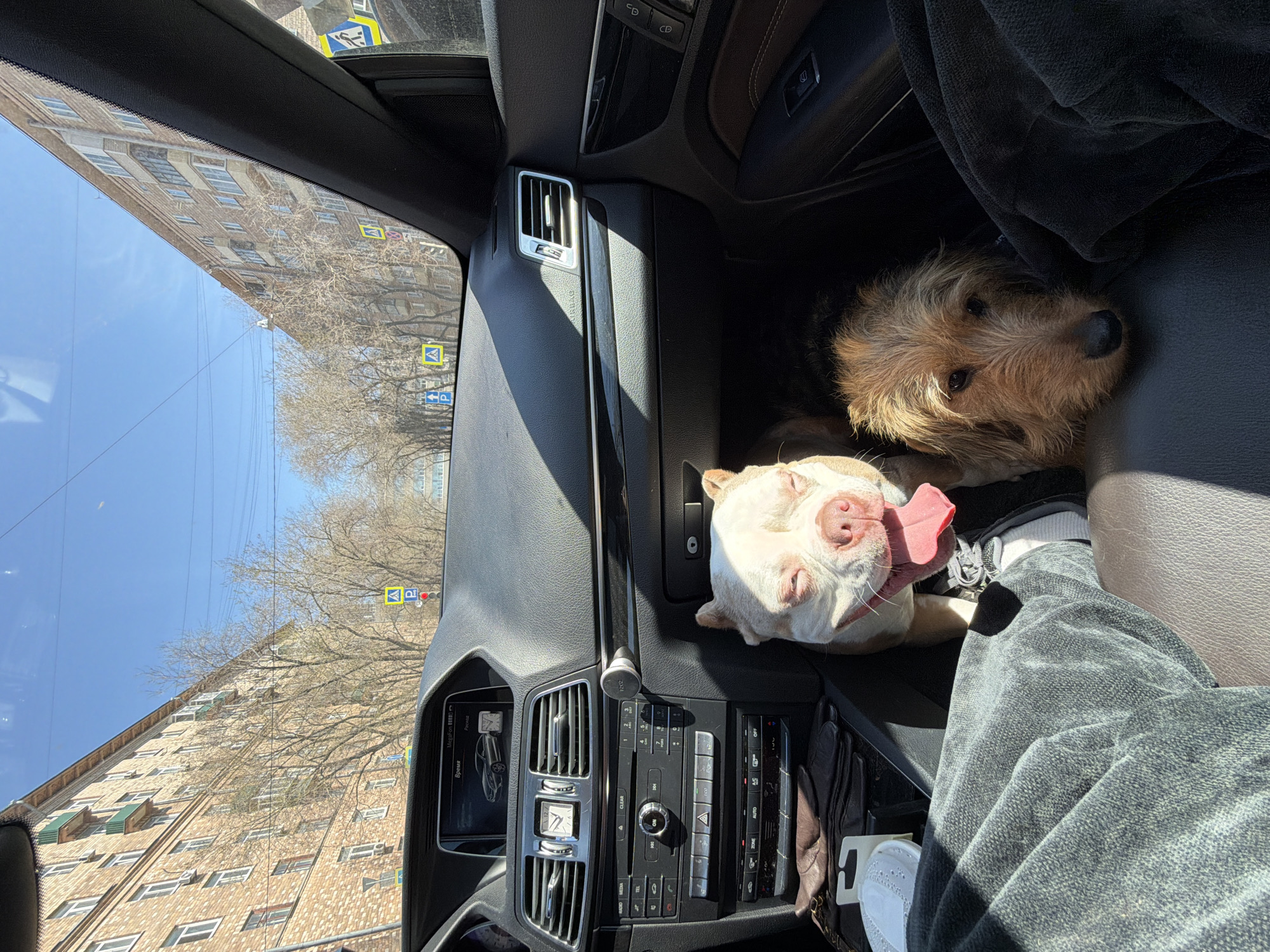 The image shows the interior of a car, likely a Mercedes-Benz based on the dashboard design. Two dogs are visible on the passenger seat: a smaller terrier-type dog and a larger, light-colored dog with its tongue sticking out. A person is in the driver's seat, with part of their leg and clothing visible. The car appears to be in a city street, based on the buildings and pedestrian crossing sign visible through the windshield. The pedestrian crossing sign indicates the location is Moscow, Russia. The weather appears sunny.