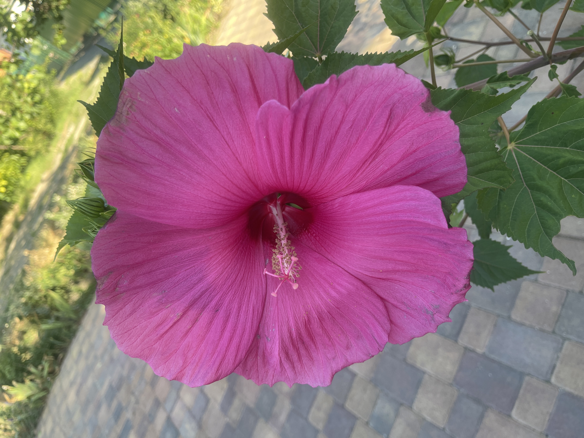 A large, vibrant pink hibiscus flower dominates the center of the frame, its petals unfurling outward. The flower exhibits a textured surface with visible veins. At its center, the stamen is prominent, with a pink filament and pale yellow anthers. Green hibiscus leaves are visible on the right side of the flower, some with serrated edges. In the background, a walkway paved with interlocking grey and beige bricks is visible. Beyond the walkway, blurred greenery suggests an outdoor environment, possibly a garden or park. The lighting indicates it is daytime, with sunlight illuminating the scene. The image appears to be taken in Primorsko-Akhtarsk, Russia. No people or animals are present in the image.