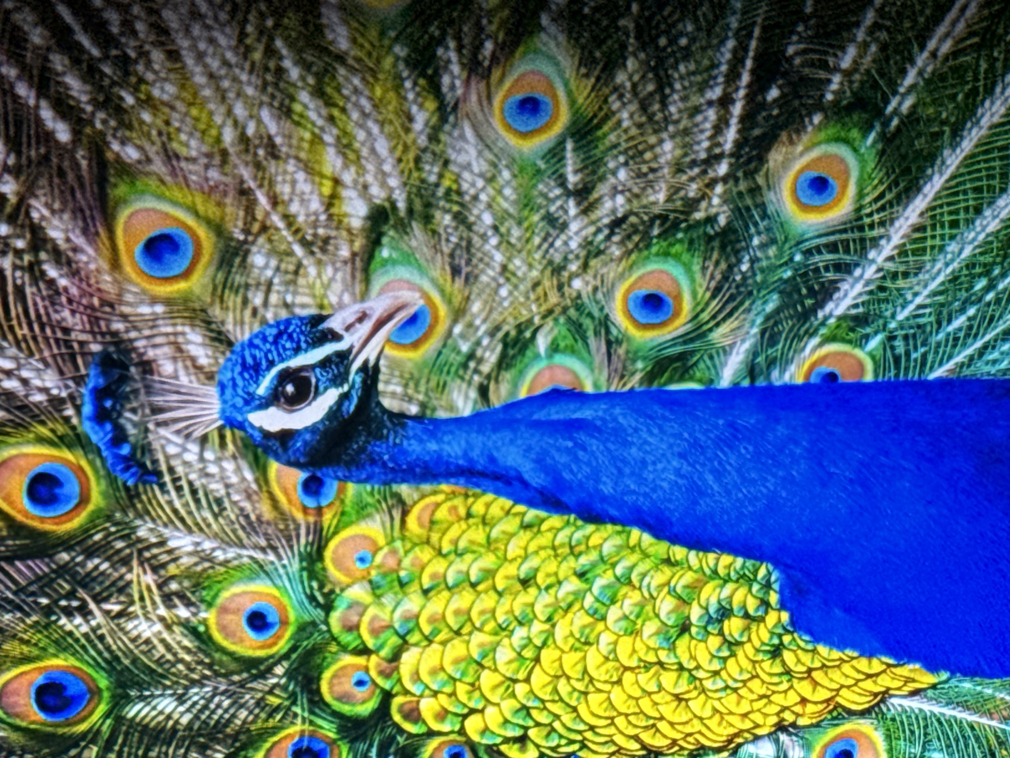 A close-up shot of a peacock shows its vibrant blue neck and head, with its elaborate train of iridescent tail feathers fanned out behind it. The feathers display eye-like patterns in shades of blue, green, and brown. The image is framed tightly on the peacock, with its head turned to the right, its eye visible. The background is a blurred tapestry of the peacock's fanned feathers, creating a sense of depth and focus on the bird itself. There is no indication of a city or location within the image.