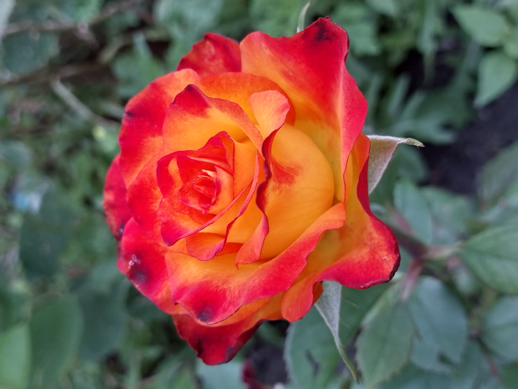 A close-up, head-on shot captures a blooming rose with petals transitioning from a vibrant yellow at the center to fiery red at the edges. The rose is positioned in the foreground, sharply in focus, against a softly blurred backdrop of green foliage. The lighting is natural, highlighting the delicate texture and coloration of the petals. The image is devoid of human presence or any indication of location within the city of Dnipro, Ukraine, beyond the general context of a garden or outdoor setting. The composition is centered on the rose, emphasizing its beauty and form.