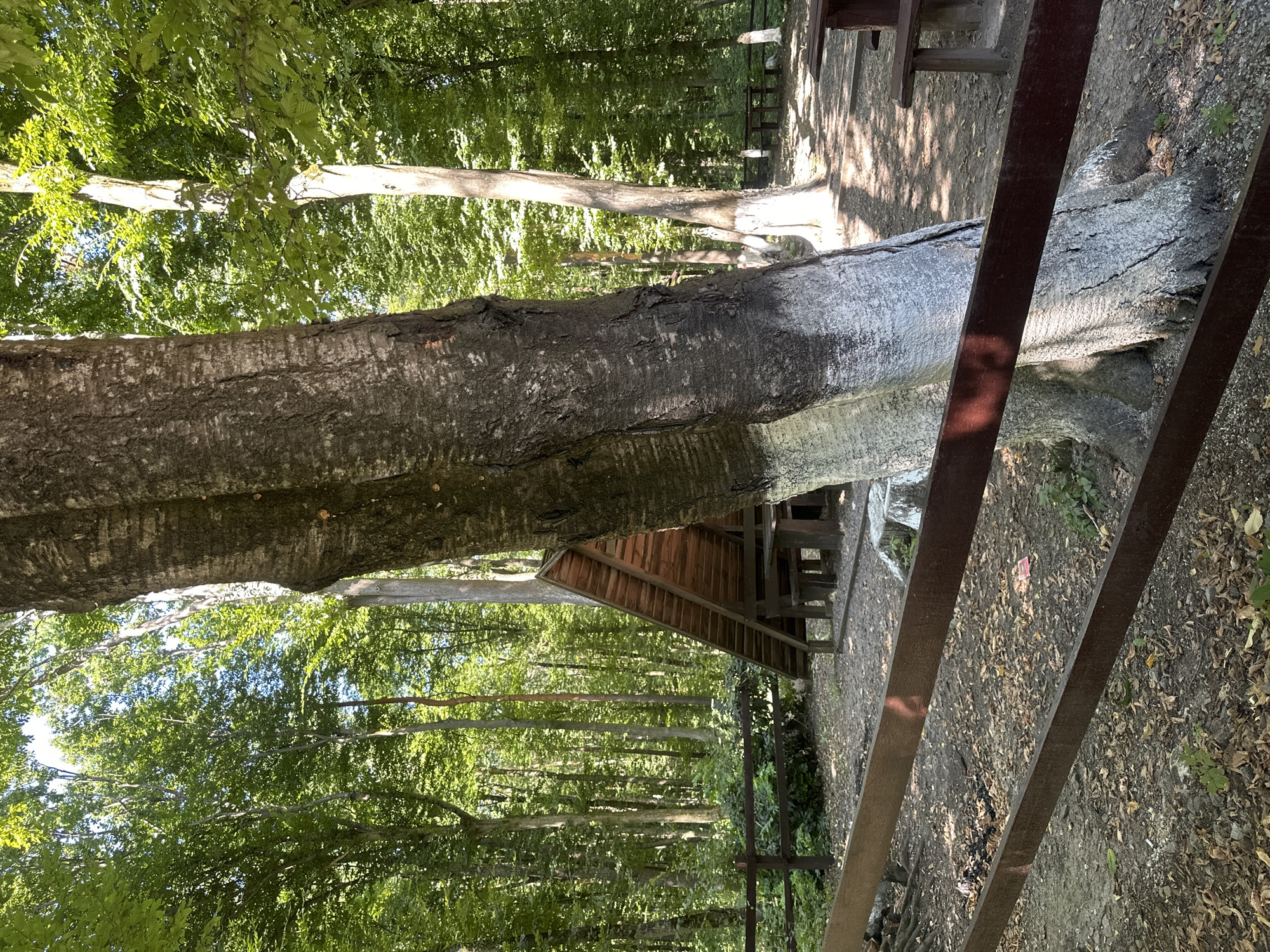 The image depicts a wooded area with a picnic shelter and benches, likely in or near Shatava, Ukraine. In the foreground, a large tree trunk, partially whitewashed, is prominent. A dark brown wooden fence runs horizontally across the mid-ground, separating the viewer from the picnic area. Behind the fence, a triangular wooden shelter with a sloped roof is visible, containing picnic tables and benches. The ground is covered with fallen leaves and dirt. The background consists of a dense forest with tall trees and sunlight filtering through the canopy. The scene appears to be a public recreation area within a forest setting.