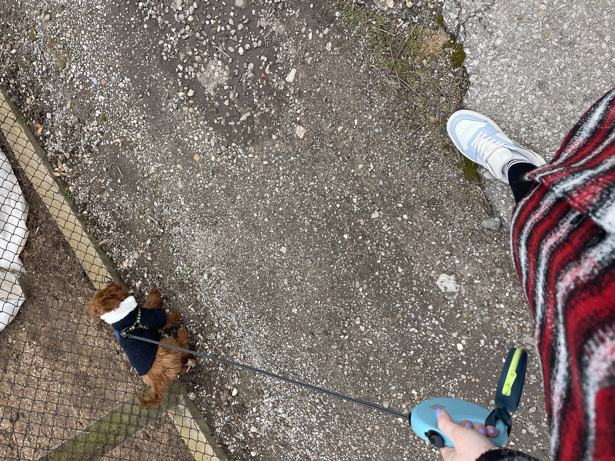 An eye-level, overhead shot shows a person on a paved surface with a small, brown, poodle-like dog on a leash. The person is wearing a red-and-black plaid garment and light-blue sneakers with white laces and white socks. They are holding a teal-colored retractable leash with a lime-green attachment. The dog is lying on its side near a chain-link fence with a white object behind it, and wearing a black jacket with a white collar. The ground is a mix of concrete, pebbles, and dirt, with some moss growing along the edges. The scene suggests a casual walk, possibly in Sofia, Bulgaria, but location is unclear from the context.