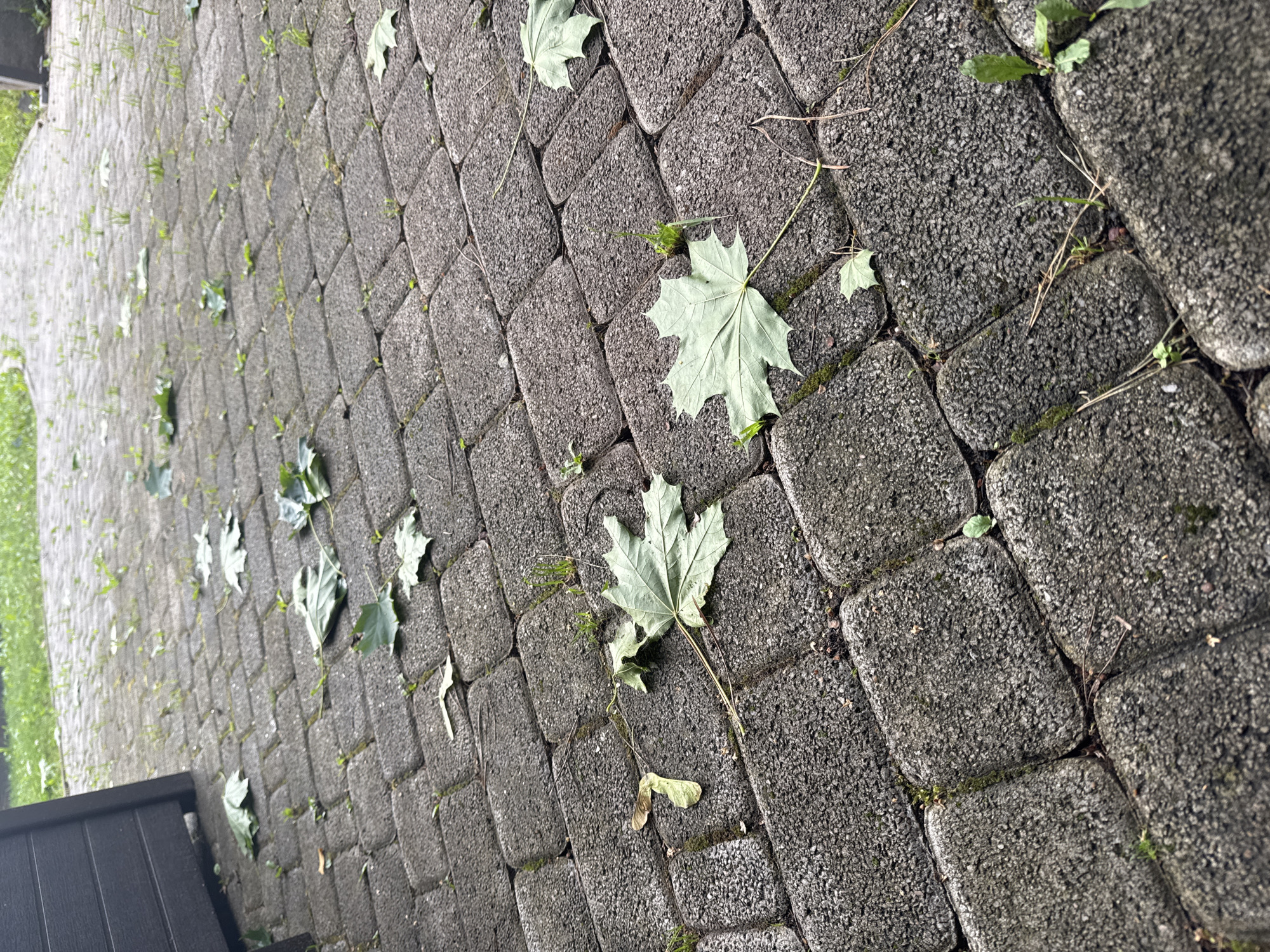 This media file features a close-up, angled view of a paved pathway, likely in Misaylovo, Russia. The pathway is constructed from dark gray, rectangular interlocking stones, with small tufts of green grass and moss growing in the crevices between them. Scattered across the paving stones are several light green maple leaves, some appearing whole and others slightly wilted or torn, suggesting they have recently fallen. A single maple seed is also visible.
The lighting suggests an overcast or shaded condition, possibly late afternoon or early morning, with no strong shadows present. The overall scene conveys a sense of a natural outdoor setting, likely a garden path or a section of a yard after a recent drop of leaves. The ground appears slightly damp, which could indicate recent rain or dew. No people are visible in the frame. There is no visible text in the media file. The composition focuses on the texture of the paving stones and the delicate details of the fallen leaves, creating a somewhat quiet and autumnal atmosphere.