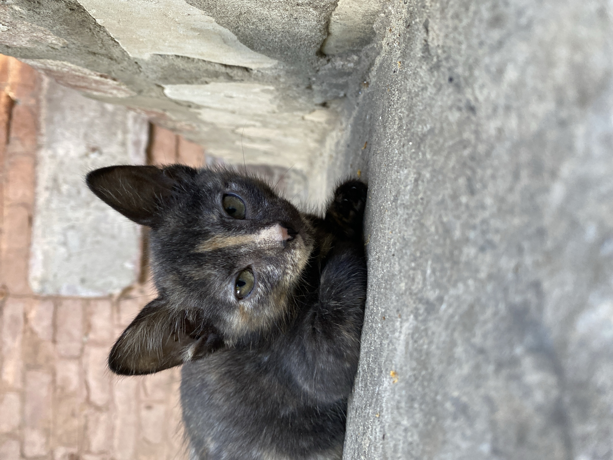 A small, tortoiseshell kitten with dark fur and lighter patches on its face lies on a concrete surface. The kitten's ears are alert and angled upwards. In the background, a textured brick wall and a rough concrete wall are visible. The lighting suggests an outdoor environment, possibly in an urban setting given the brick and concrete elements.