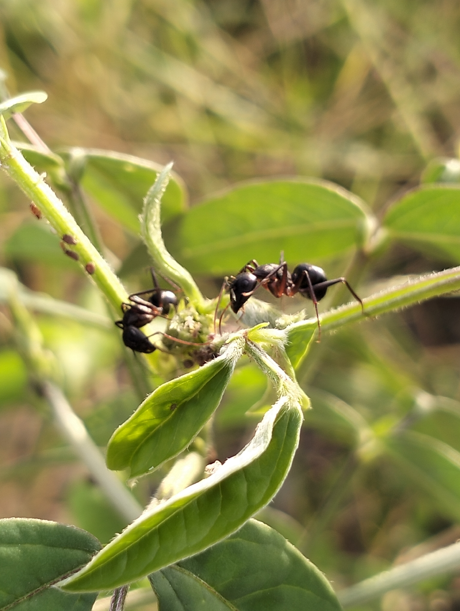The image depicts two ants on a plant stem in Meunasahalue, Indonesia. The stem has green leaves and is covered in small hairs. There are also some small brown aphids on the stem near the ants. The background is blurry and out of focus, suggesting a field or garden setting.