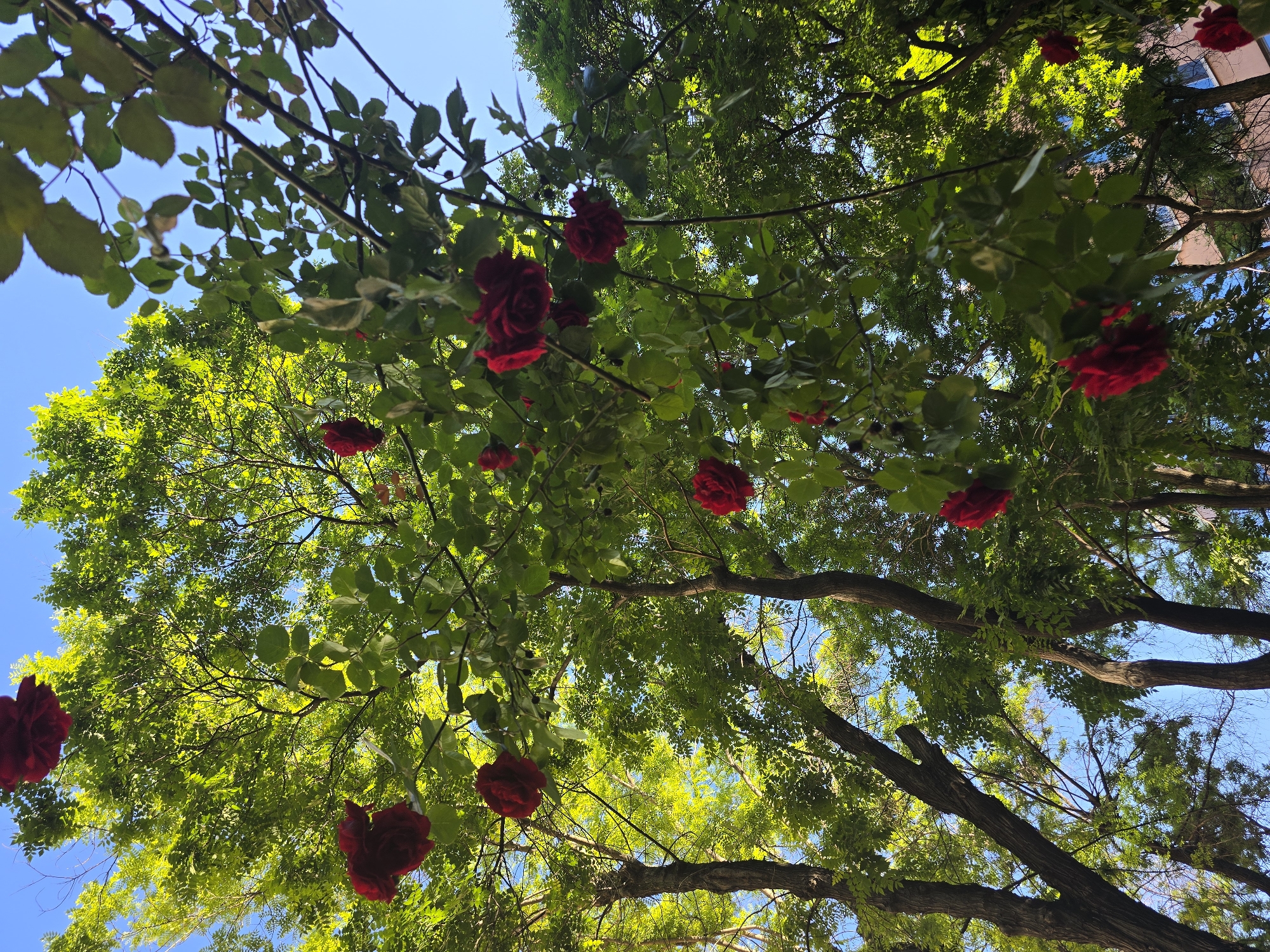 The image shows a view looking up into the canopy of a tree. The tree is adorned with several red roses. The sky is visible through the branches and leaves, appearing a clear blue. The location is in the city of Unknown, Unknown. The lighting suggests it is daytime.