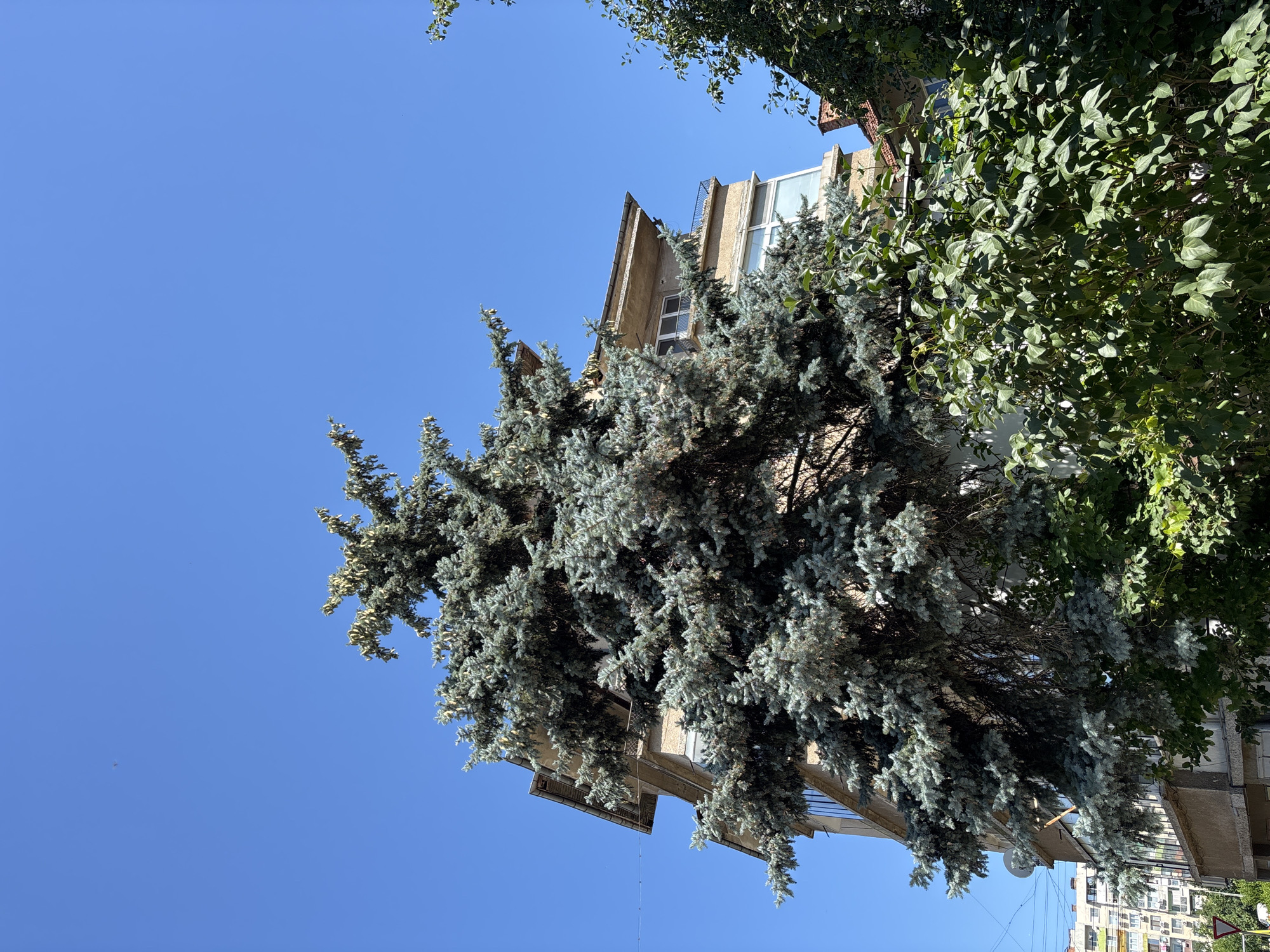This is a low-angle, outdoor, eye-level shot of a building and trees against a clear blue sky. The building, appearing to be an apartment block, has a light-colored facade and features several floors with balconies and windows. A large blue spruce tree dominates the foreground, its branches extending towards the building and obscuring parts of it. To the right and in front of the building, a dense green bush or tree with large leaves is visible. In the background, other buildings and trees can be seen. The scene is set in the city of Montana, Bulgaria, under bright daylight. There are no people or animals visible in the image. The image captures an urban landscape with natural elements.
