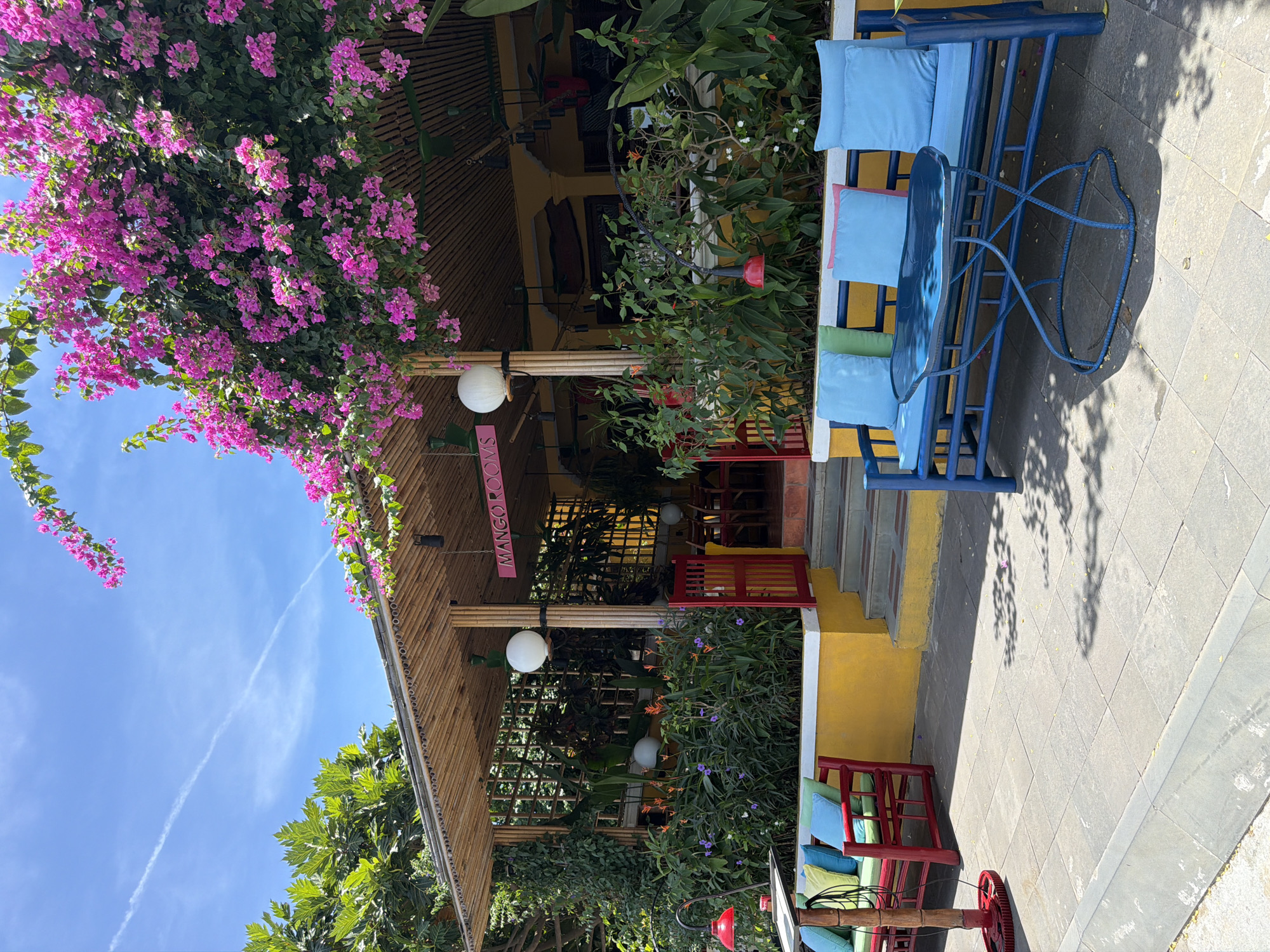 This is an exterior, eye-level, medium shot of a colorful cafe in Hội An, Vietnam, on a sunny day. The cafe has a bamboo roof with a sign that reads "MANGO ROOMS." Pink bougainvillea flowers cascade over the roof. In the foreground, there is a red bench with colorful cushions and a red table lamp to the left, and a blue bench with blue cushions and a blue table to the right. The cafe entrance is visible in the background, with stairs leading up to a red gate. The area is paved with stone tiles and surrounded by lush greenery. There are no people visible in the scene.