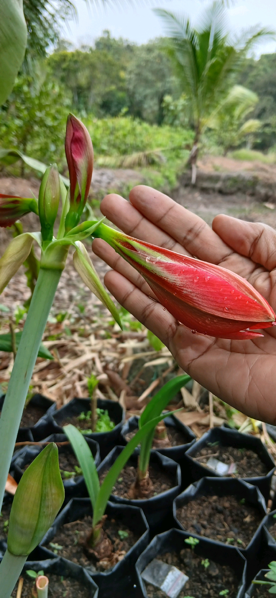 A close-up shot focuses on a red amaryllis bud cradled in a person's left hand. The bud, which appears to be partially unfurled, displays streaks of green and is adorned with numerous water droplets. The surrounding environment suggests an outdoor setting, possibly a garden or nursery, with other amaryllis plants in various stages of growth visible in black plastic bags in the background. The broader landscape includes lush green foliage and trees, indicative of a tropical or subtropical region, consistent with the climate of Samarinda, Indonesia. The sky appears overcast, contributing to the diffused lighting of the scene.