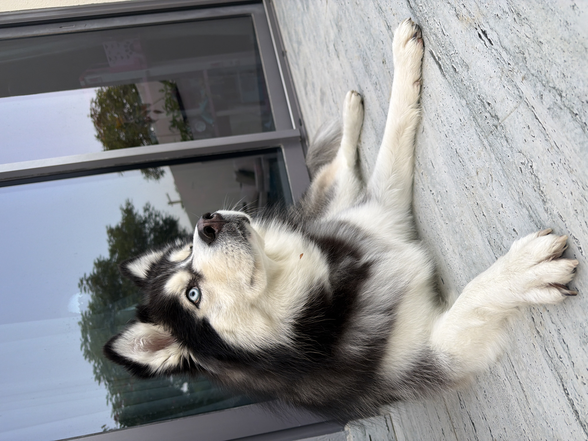 A Siberian Husky is lying on a patterned concrete floor. The dog has blue eyes and a black and white coat. It is looking up and to the right. Behind the dog is a large glass window with reflections of trees and buildings. The environment appears to be an outdoor patio, possibly in a residential area. The lighting suggests it is daytime. No people are present in the image. The location is not discernible from the image itself.