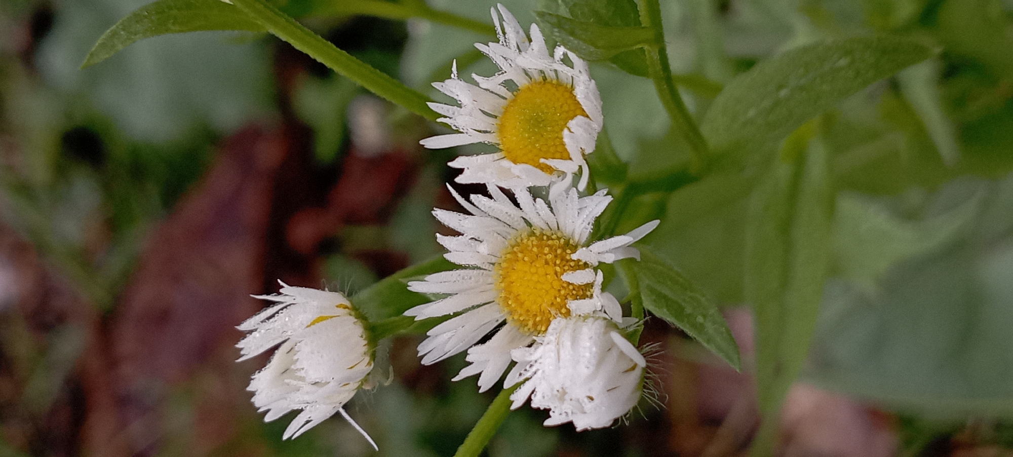 The image shows a close-up of several white daisies with yellow centers, some of which are covered in water droplets. The daisies are in focus, with the background blurred and showing green leaves and dark brown foliage. The scene appears to be outdoors, likely in a garden or natural setting. There are no people or any other identifiable subjects present. The lighting is soft and diffused, suggesting an overcast day or early morning. The image is cropped to emphasize the flowers. There is no information to suggest the location is in Radisne, Ukraine.