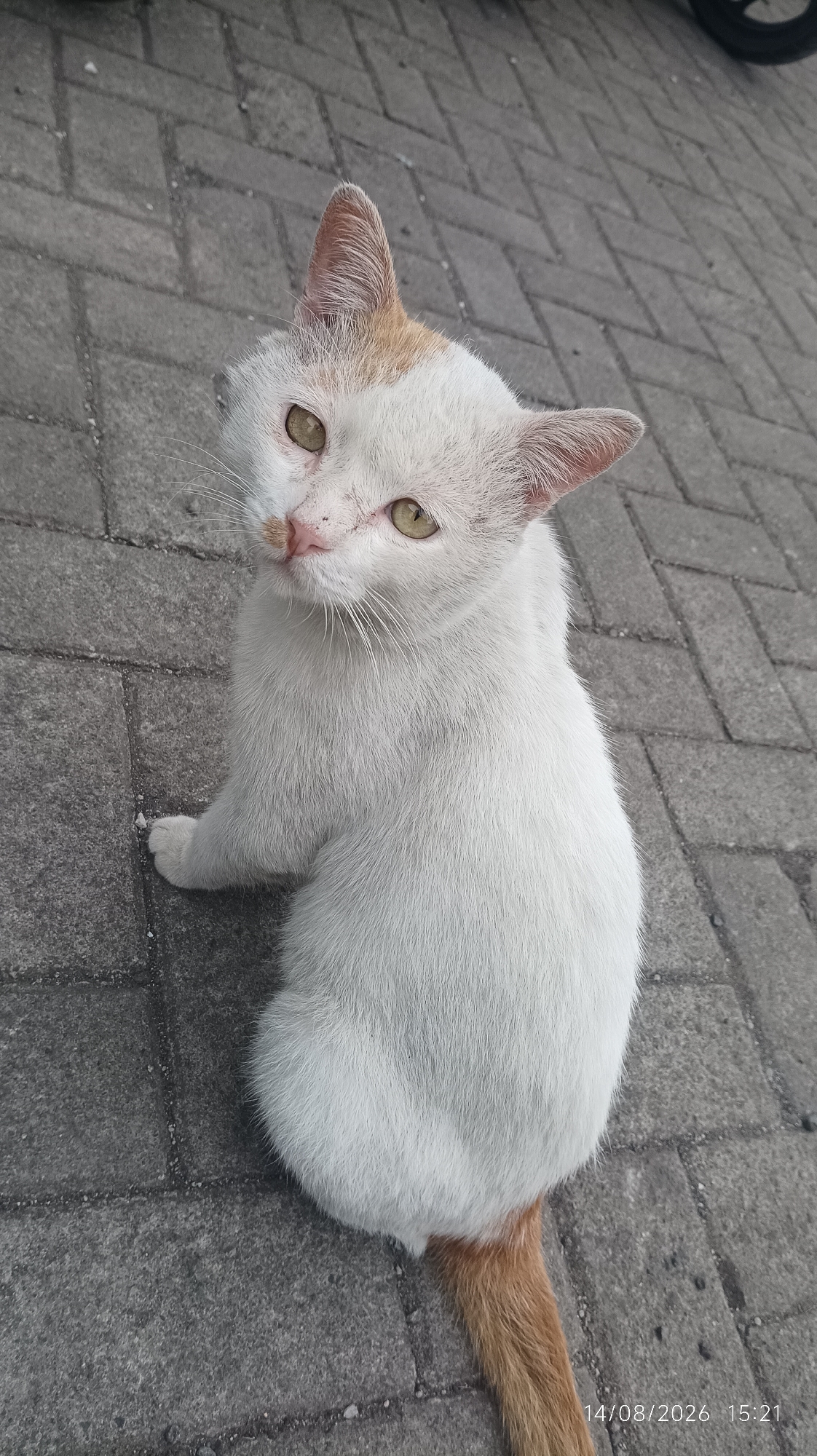 A calico cat with white, orange, and light brown fur sits on a grey paved surface, looking up at the camera. The cat's eyes are a light yellow-green, and its nose is pink. The cat is positioned in the center of the frame, with its body angled to the right. The background consists of the grey paving stones and a blurred dark object, possibly a motorcycle wheel, in the upper right corner. A timestamp in the lower right corner indicates the date as 14/08/2026 and the time as 15:21. The image is taken from a slightly elevated perspective, looking down at the cat. The scene appears to be an outdoor public space, consistent with a street or alleyway in Tasikmalaya, Indonesia.