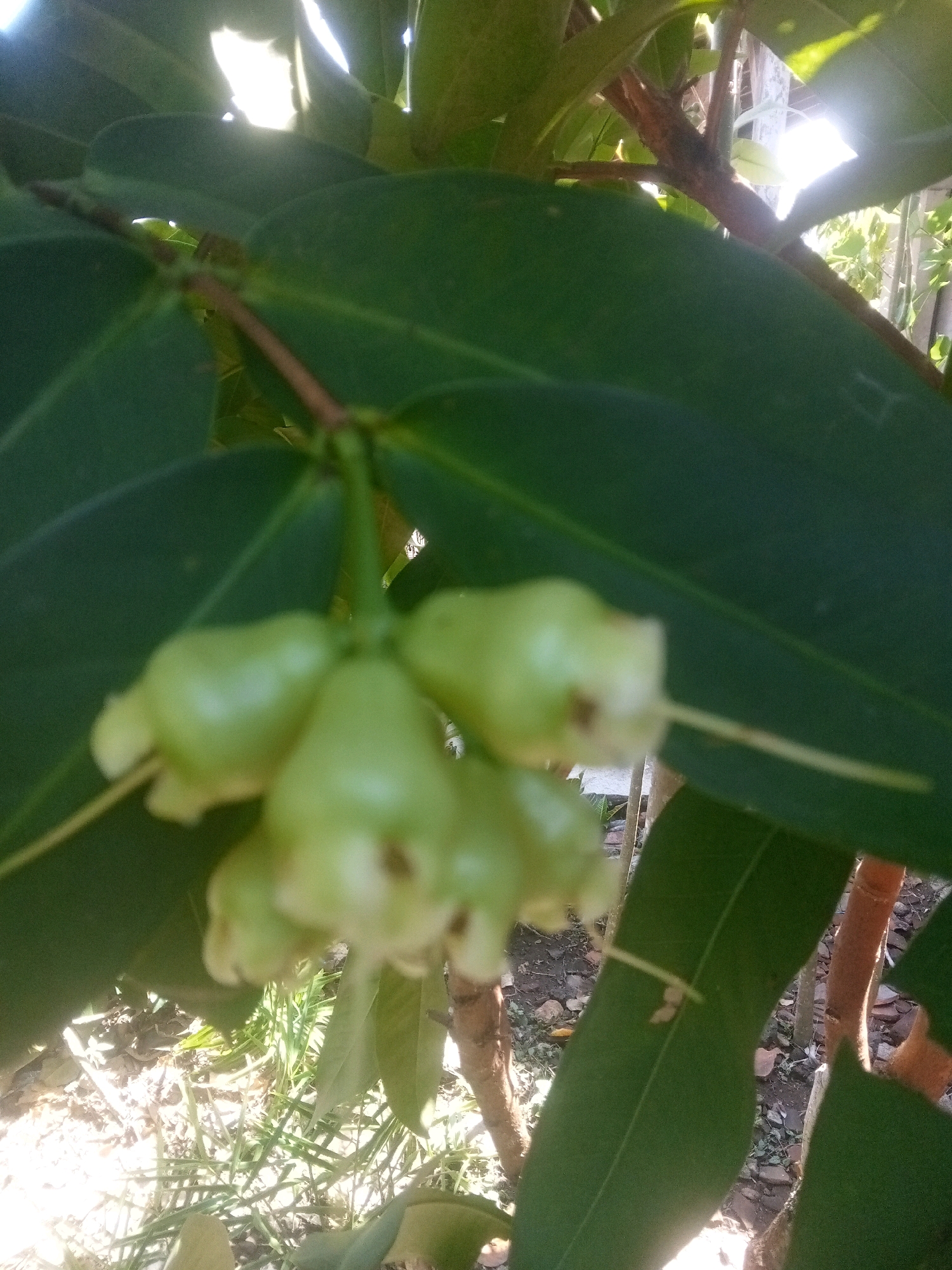 A cluster of small, pale green, bell-shaped fruits hangs from a branch. The fruits are suspended by thin stems, and a thin, light-colored filament extends from each fruit. Large, dark green leaves partially obscure the fruits and the surrounding branches. The background is blurred, showing dappled sunlight filtering through foliage and hints of a tree trunk and ground covered in dry leaves and grass. The image appears to be taken outdoors in a natural setting, possibly a garden or orchard.