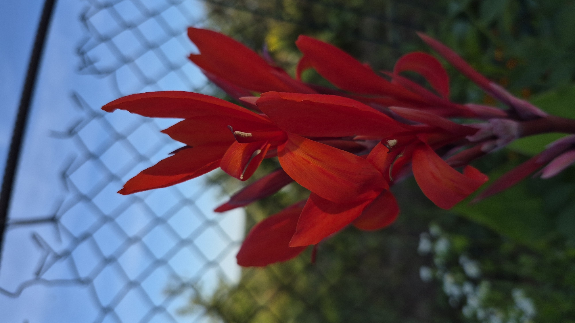 A close-up, low-angle, full-frame shot captures a vibrant red canna lily flower in focus, with a blurred chain-link fence and sky in the background. The flower has multiple large, curved petals, some appearing slightly curled or folded. The stem is visible at the bottom, with reddish-purple bracts. Small white flowers are visible in the blurred green foliage to the left of the canna lily. The overall lighting suggests it is outdoors, possibly in the late afternoon or early morning. The scene does not contain any people or vehicles.
