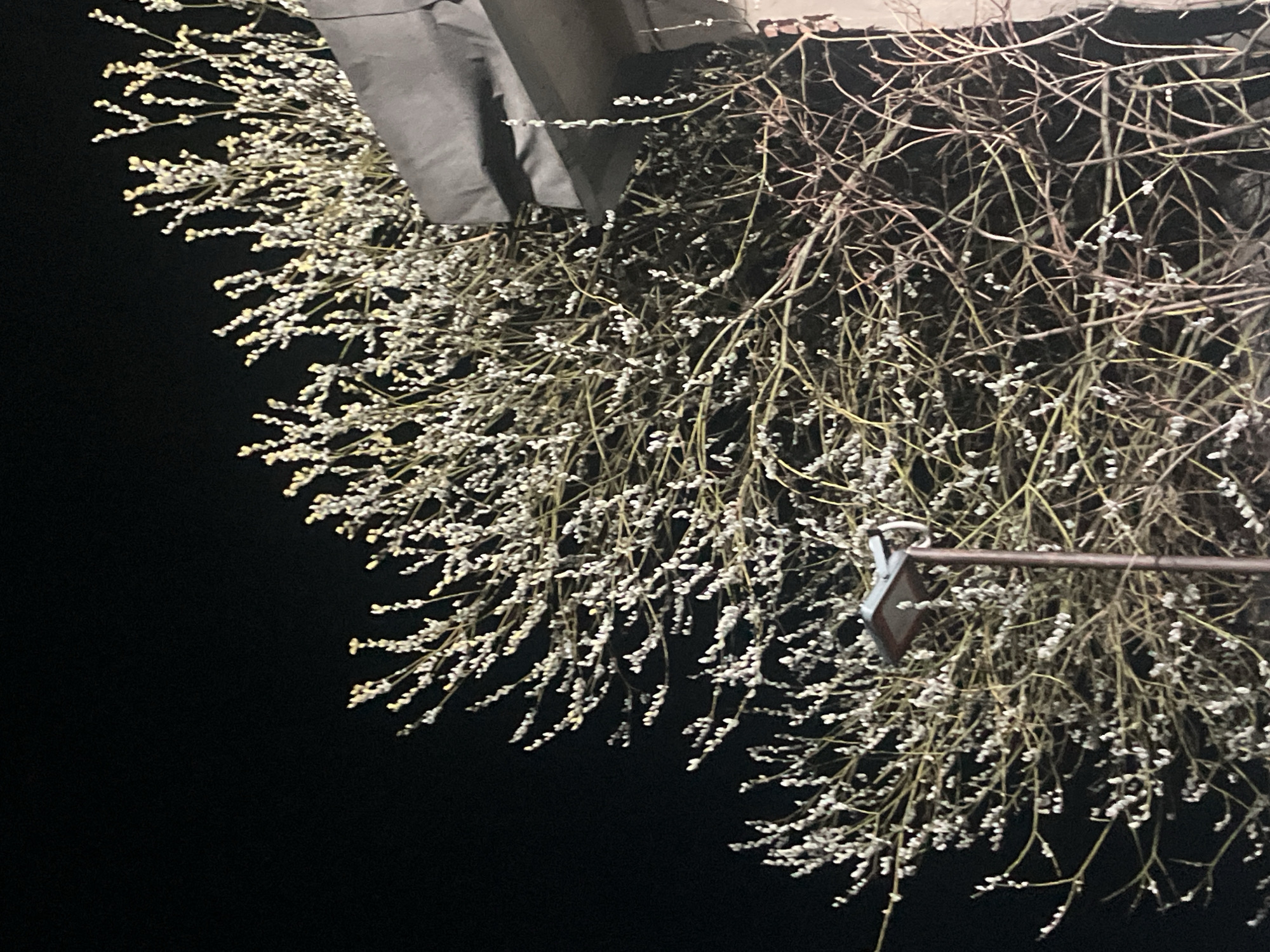 The image depicts a bush with thin, bare branches covered in small, light-colored buds, possibly pussy willow, against a black background. A gray object is partially visible in the upper left corner of the image, possibly a part of a building. An object resembling a street sign or a light fixture is visible in the center right part of the image. The setting appears to be outdoors at night. The location, Noviy, Russia, is not evident from the image alone.
