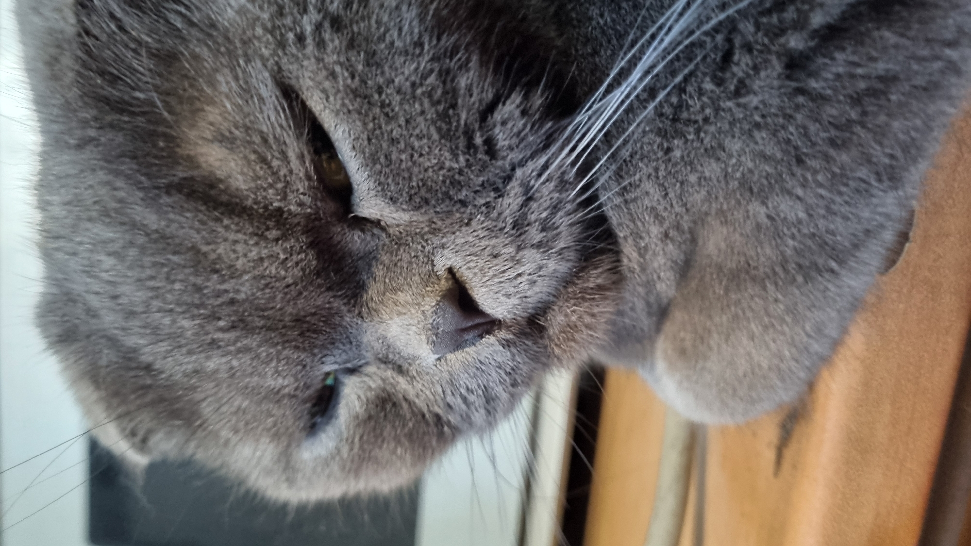 A close-up, eye-level shot shows the head of a grey cat with its eyes partially closed, suggesting it is relaxed or sleepy. The cat's fur is soft and textured, with long white whiskers fanning out from its snout. The background is out of focus, but hints of a desk or table surface are visible in the foreground, along with a blurred object that might be a computer monitor or similar electronic device behind the cat. The lighting is natural, creating soft shadows on the cat's face. The image is devoid of any specific indicators of its location in Vysokoe, Russia, or any human presence.
