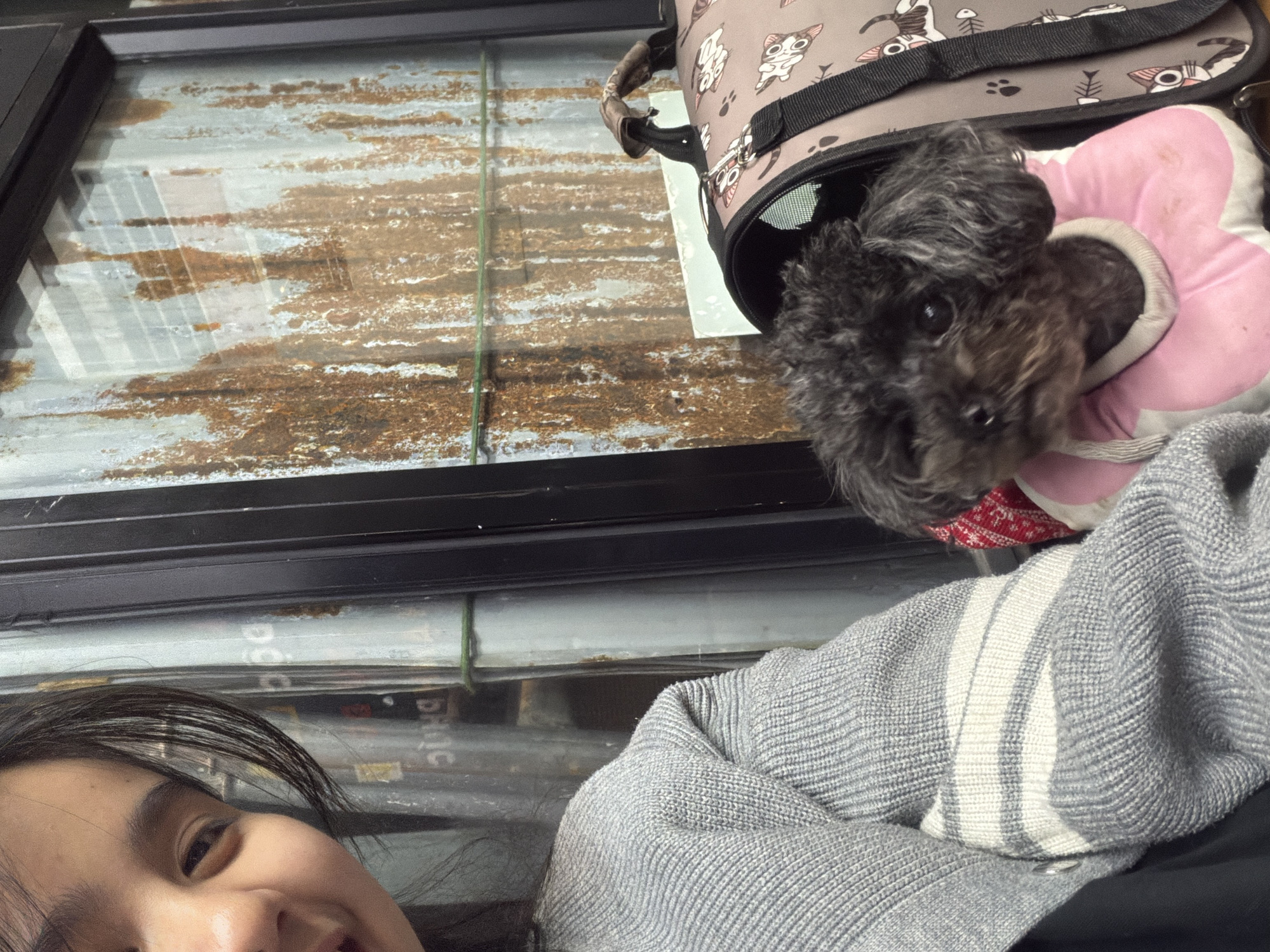 This close-up image, set in Đà Nẵng, Vietnam, captures a person and a small dog in an indoor setting, possibly near a window. The primary subjects are a smiling person, whose lower face with dark hair is visible in the bottom left, and a black, curly-haired dog. The person is wearing a gray knitted sweater or blanket with prominent white stripes on the arm.
The dog, likely a Poodle or Poodle mix, is positioned in the upper right, looking towards the camera with curious eyes. It is wearing a distinctive soft, pink, flower-shaped collar, possibly an alternative to a traditional cone for recovery. The dog is partially inside a pet carrier bag, which is beige or light brown and adorned with cartoon cat and fishbone patterns.
Through what appears to be a window in the upper left and central background, a textured, weathered surface is visible. This surface has a mottled pattern of brown, white, and gray, resembling rust or aged metal/concrete, with reflections visible on the glass. A thin green line, possibly a string or wire, runs vertically in the background. Below the window frame, some indistinct, stacked items are visible, with faint, partially obscured text that might read "DHIC." The person's happy expression, indicated by their smile, suggests a pleasant and relaxed mood. The time of day and weather are not discernible from the image.