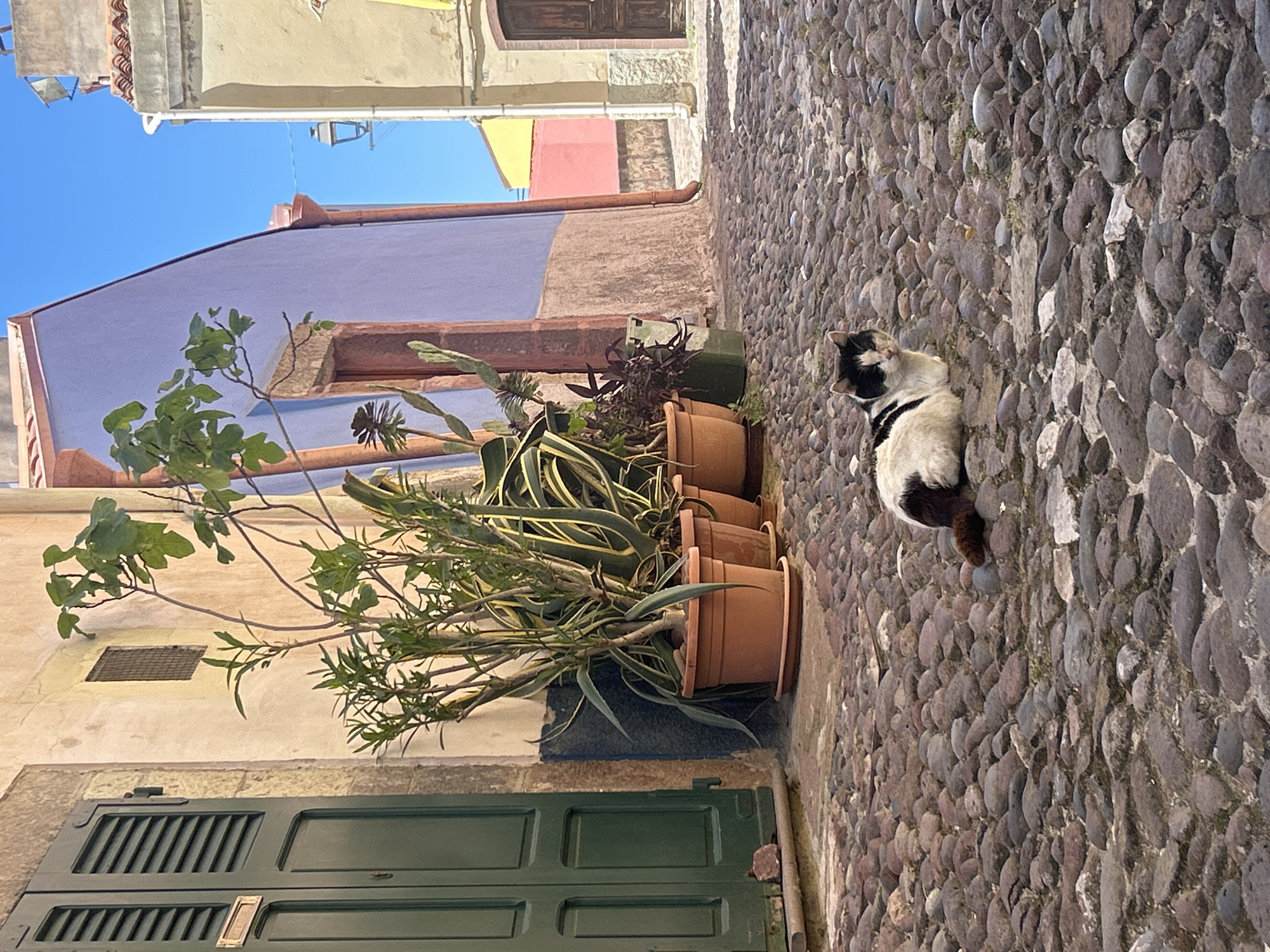The image shows a narrow street in Bosa, Italy, characterized by cobblestone paving. The architecture includes buildings painted in various colors such as purple, yellow, and pink. A collection of potted plants, including succulents and leafy green plants, is situated beside a green door. A black and white cat is lying on the cobblestones. The sky is blue.
