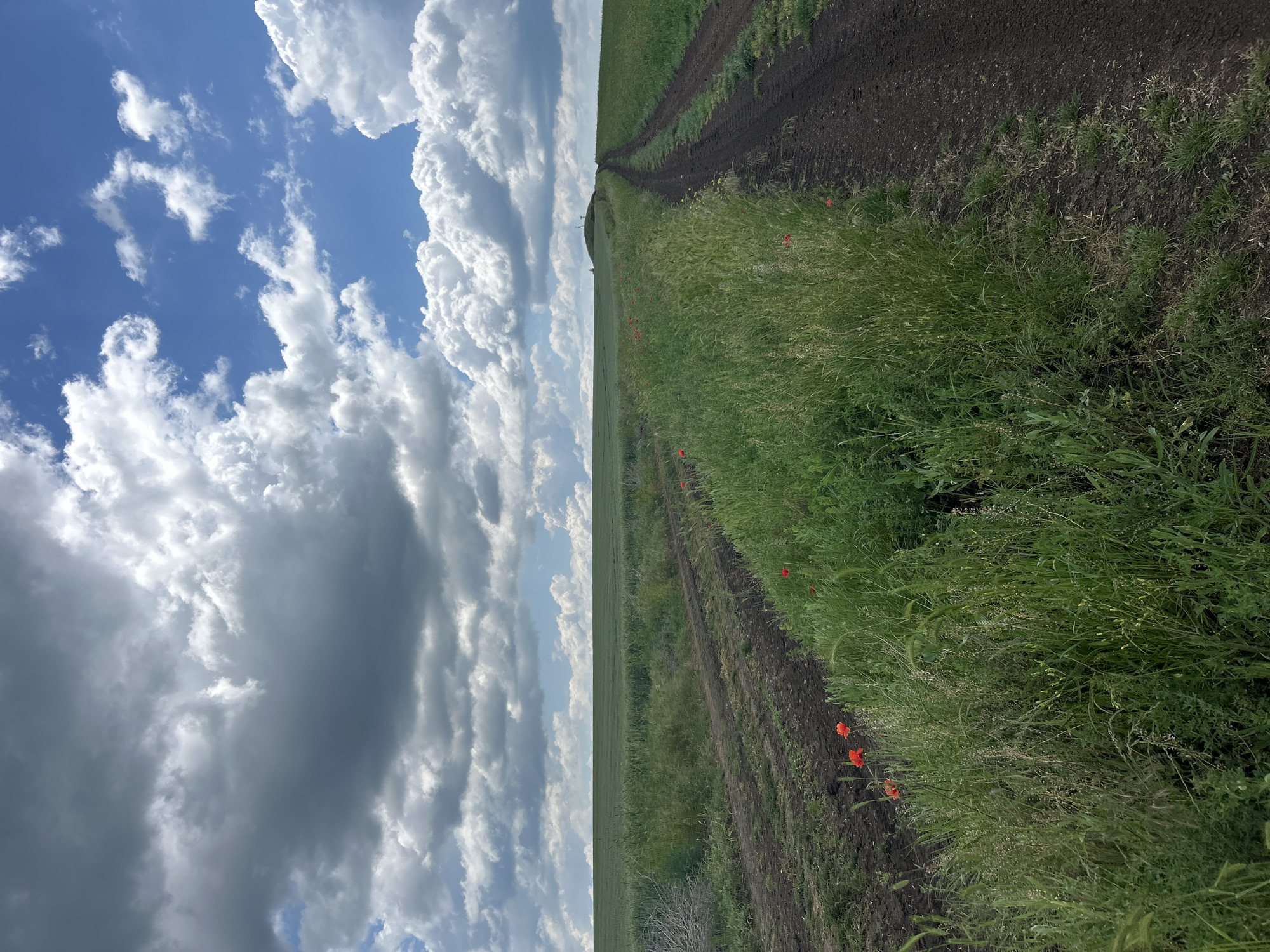 The image depicts a rural scene under a partly cloudy sky. A dirt track bisects a green field, leading into the distance. The field contains patches of grass and a few red poppies scattered along the track. No people are visible in the frame. The location is unknown.
