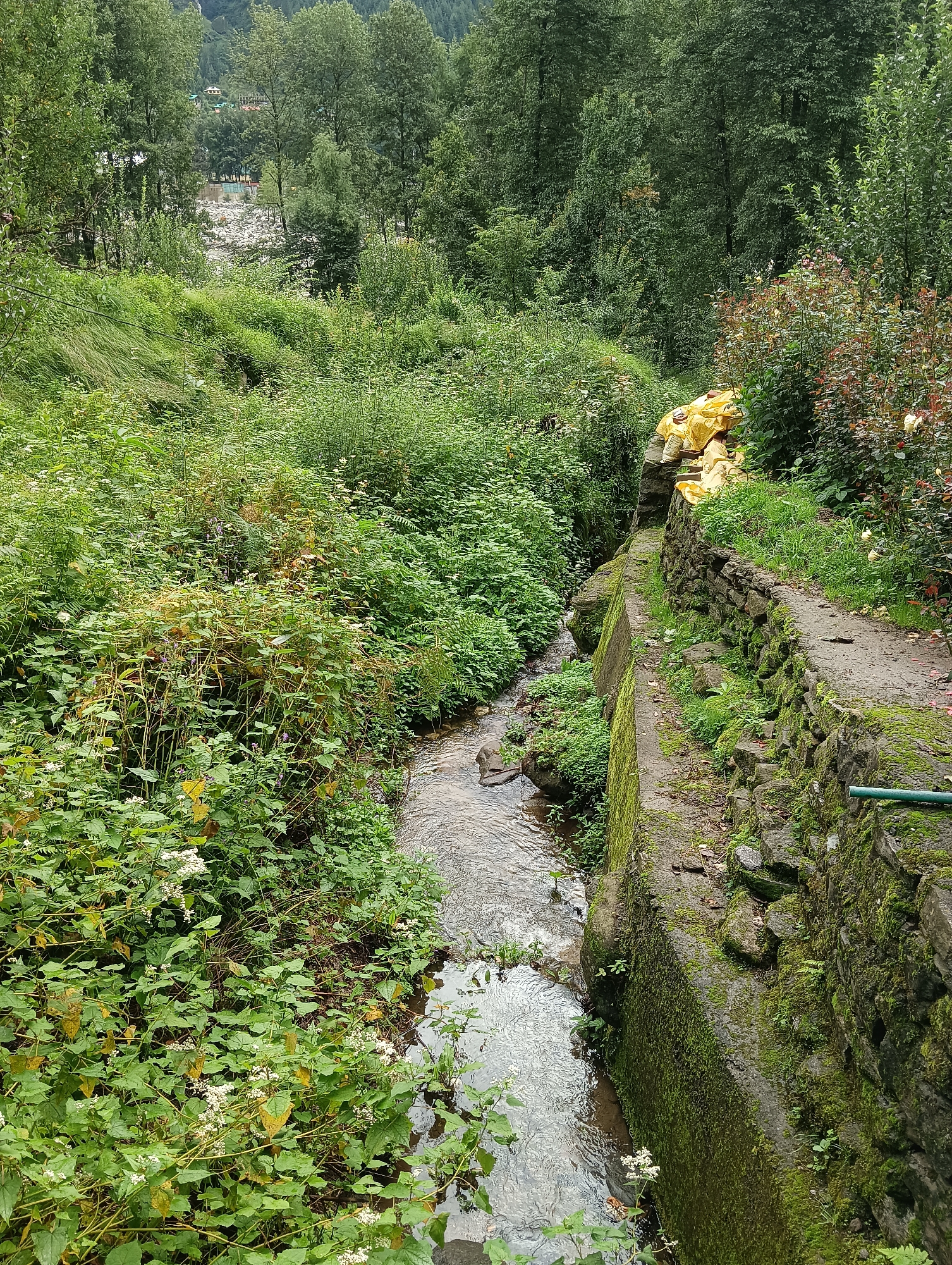 The image depicts a narrow, shallow stream flowing through a lush, green environment. The stream is bordered on the right by a stone-lined embankment topped with a narrow dirt path. The stones of the embankment are covered in moss. A pile of bright yellow sacks is stacked on the embankment. The left bank of the stream is densely vegetated with a variety of plants, including small white flowers. In the background, a dense forest of tall trees rises, with a glimpse of distant buildings and a larger body of water, possibly a river, visible through a gap in the trees. The overall scene suggests a natural, slightly overgrown setting, possibly a rural area or the outskirts of a town. The presence of the yellow sacks and the stone embankment might indicate some form of construction or maintenance work. The location is identified as Goshal, India, which is consistent with a hilly, forested region.