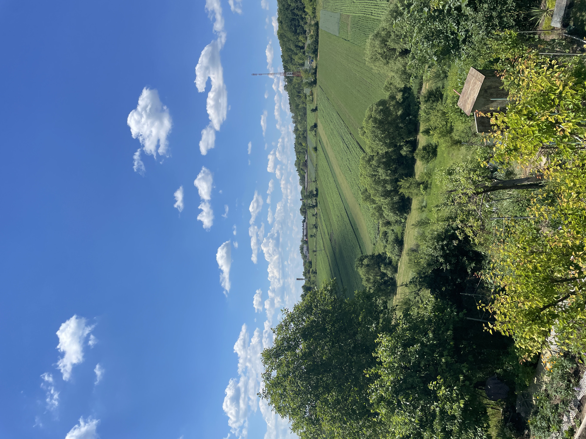 This is a landscape photograph taken outdoors, likely during the day. The scene depicts a rural setting with a bright blue sky dotted with fluffy white clouds. The land is a mix of cultivated fields and lush green trees. In the distance, a tower-like structure, possibly a communication tower or a pylon, stands against the treeline.
A small, rustic wooden structure, resembling a shed or a simple building, is nestled amongst the trees in the foreground on the right side of the image. The surrounding vegetation is dense and green, with some trees showing sunlit foliage. The fields appear to be agricultural, with visible rows suggesting crops. The overall impression is one of a peaceful, sunlit day in the countryside. There is no visible text in the image. The location context is Velyka Berezovytsia, Ukraine.