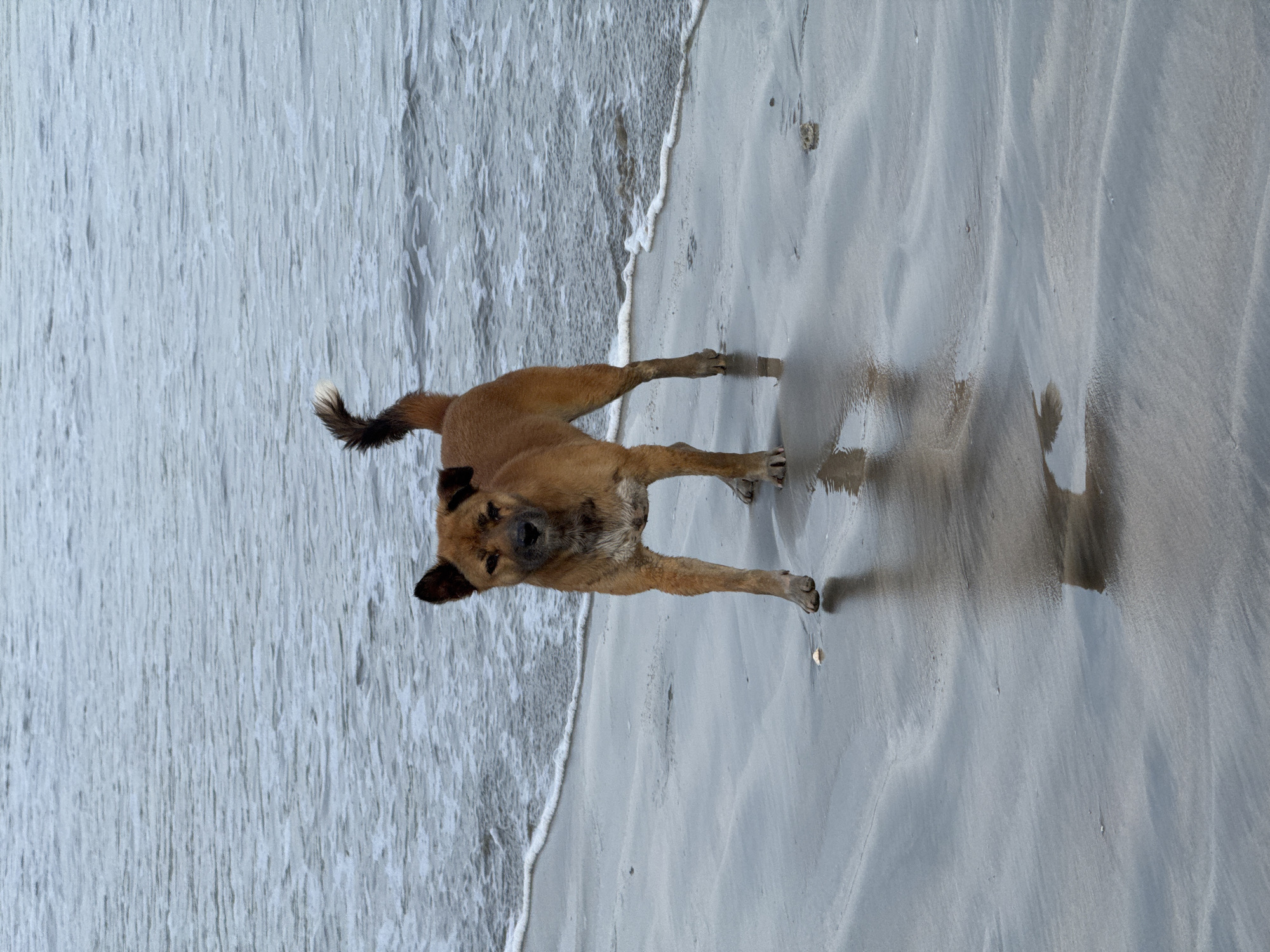 A medium-sized, tan-colored dog stands on a wet, sandy beach in Jimbaran, Indonesia. The dog faces the viewer with its head slightly tilted, and its tail is curled upward. The dog’s fur appears damp and sandy, and its paws are planted firmly in the wet sand. The receding waves of the ocean are visible to the left of the dog, with the water’s edge reaching the sand. The overall scene is natural and candid, capturing the dog's presence on the beach.