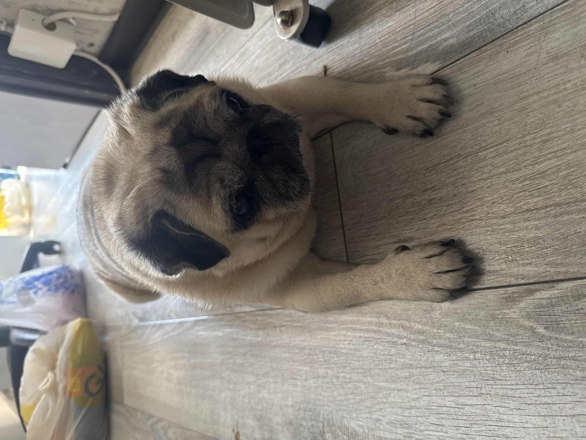 A fawn-colored pug dog is lying on a light-colored wooden floor. The dog's front paws are extended forward, and its head is resting on the floor, facing the camera. The dog has dark markings around its eyes and on its muzzle. In the background, several plastic bags are visible, one yellow and one white with blue patterns. A black office chair is partially visible behind the bags. A white electrical outlet is mounted on a dark vertical surface in the upper right corner of the image. The scene appears to be indoors, possibly in a residential setting within Bishkek City, Kyrgyzstan.