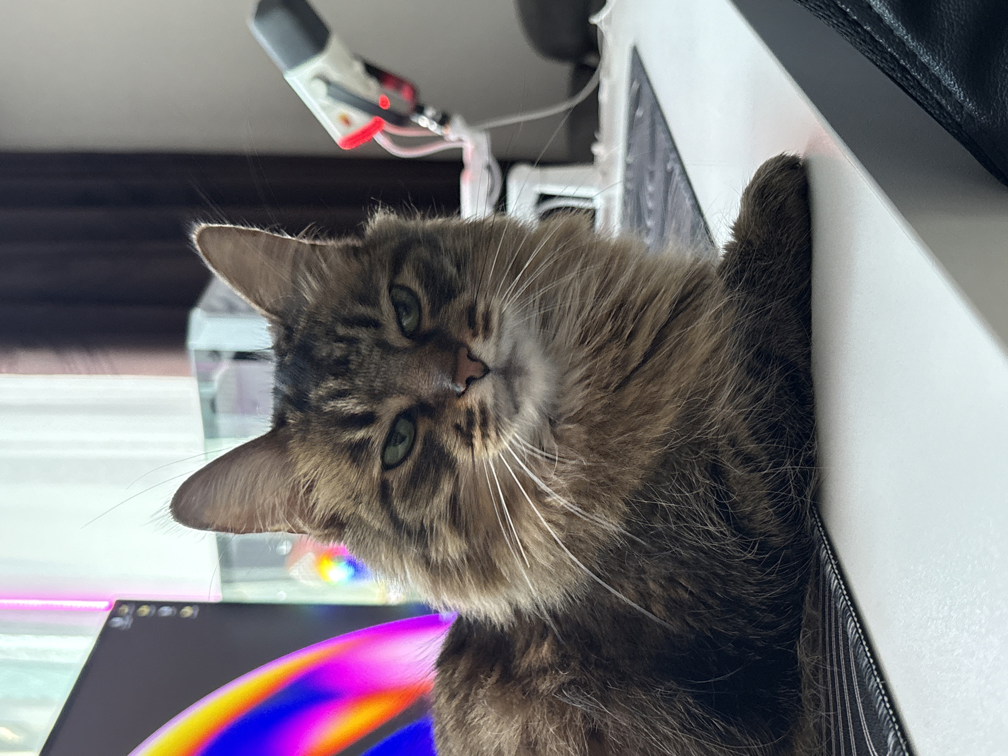 A fluffy, long-haired tabby cat with green eyes is lying on a white desk. The cat is facing the camera with a serious expression, its body angled to the left. In the background, a computer monitor displays a colorful graphic, and to the right, a white microphone with red accents is visible. The scene appears to be indoors, possibly in a home office setting. The image does not contain any information about the city of Babruysk, Belarus.