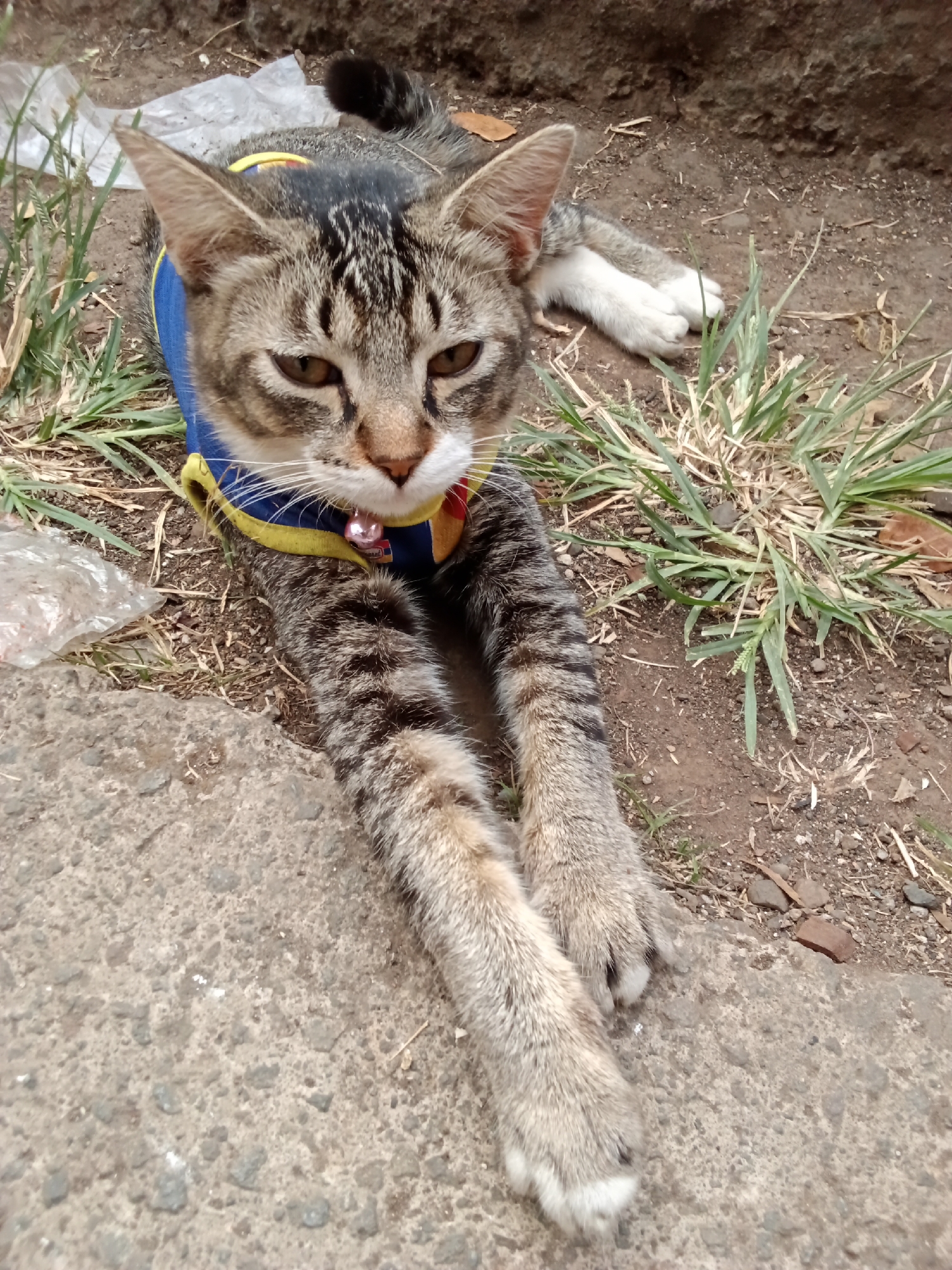 A domestic cat is lying on the ground outdoors, partially on a concrete surface and partially on soil with some dry grass and leaves. The cat is wearing a blue and yellow vest with a small pink bell attached to its collar. Its front paws are extended forward, resting on the concrete. The cat has tabby markings, brown eyes, and white whiskers. In the background, there is a rough, dark brown earth bank and some scattered debris, including a piece of white plastic. The scene appears to be in an outdoor urban environment, possibly a sidewalk or garden area in Bandung City, Indonesia, given the style of concrete and the presence of dry grass common in warmer climates.