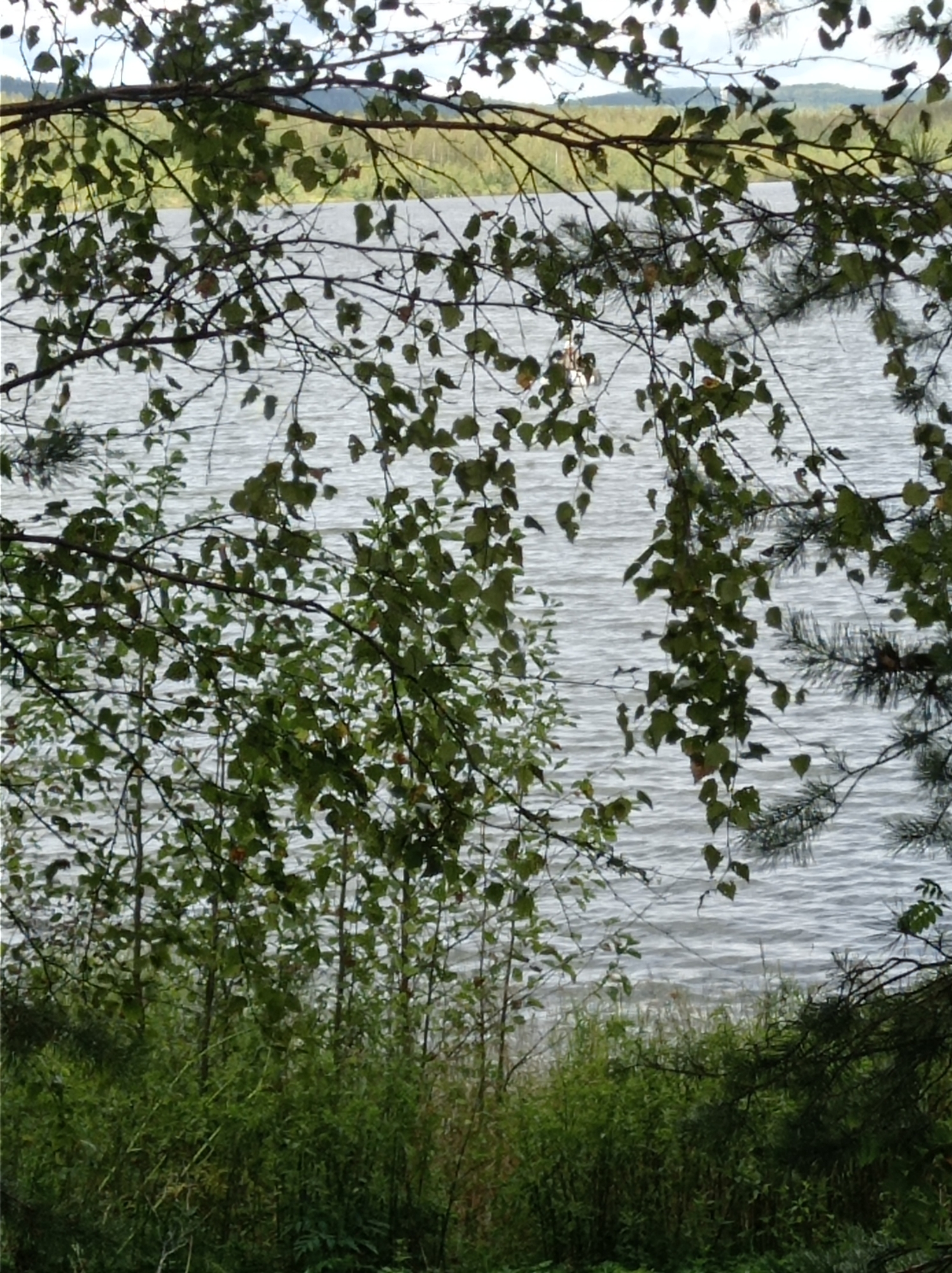 A view through foliage of a calm body of water, likely a lake or reservoir, in Degtyarsk, Russia. The water has a rippled surface and reflects the overcast sky. In the distance, a treed shoreline is visible. The foreground is dominated by the branches and leaves of deciduous trees, with some evergreen branches also present. The lighting suggests a cloudy day.