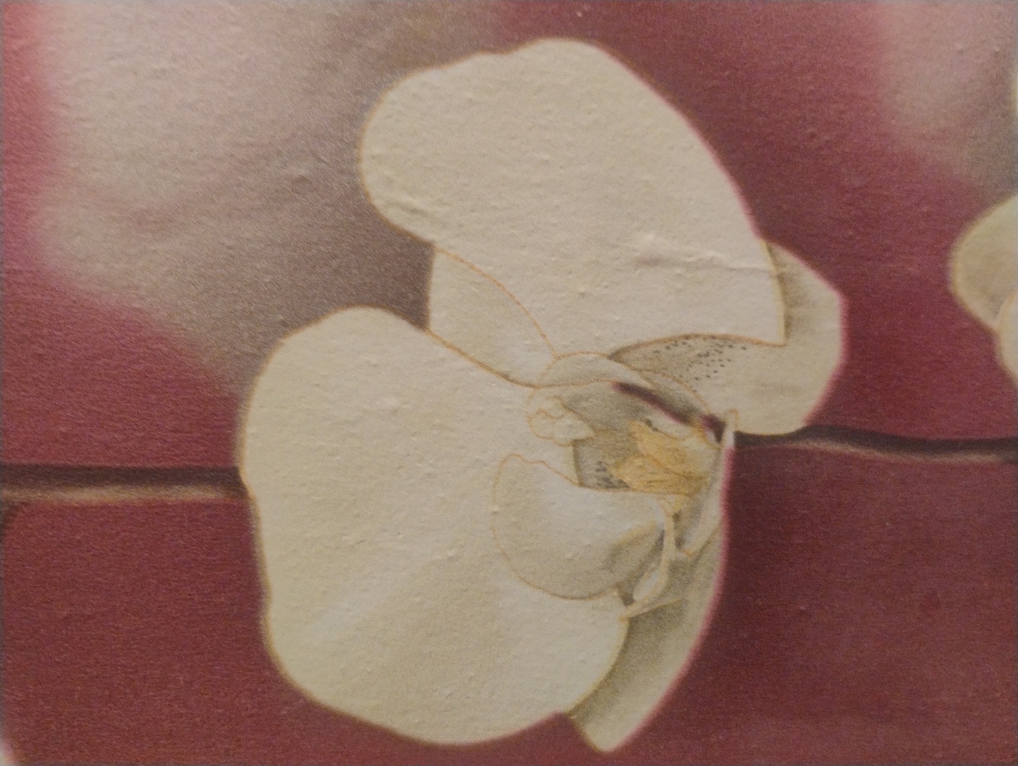 The image is a close-up, top-down view of a light-colored orchid with hints of yellow and brown in its center. The flower's petals are broad and delicate, with subtle veining visible. A thin, dark stem runs vertically through the image, partially obscured by the petals. The background is a gradient of deep red to a lighter, almost pinkish hue, with a subtle soft-focus effect. The texture of the image appears to be that of a textured paper or canvas. There are no people or any other objects visible in the frame. The image does not contain any information that would indicate its location in Rumyantsevo, Bulgaria.