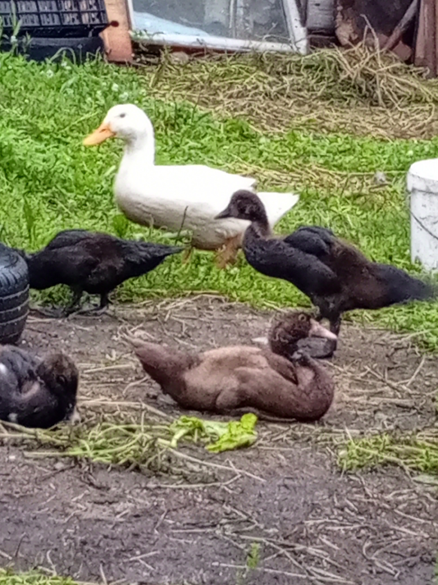 In an outdoor, grassy, and muddy environment, five ducks are present. A white duck with an orange bill stands in the background, facing left. In front of it, three black ducks are positioned. One black duck is facing left with its head down, and another black duck is facing right with its head down and slightly to the right. A third black duck is partially obscured. In the foreground, a brown duck is lying down, facing left, and a dark-colored duckling is visible on the far left, facing left and nestled in. The ground is a mixture of dirt and sparse vegetation. In the background, a black crate or basket is visible on the left, and what appears to be part of a structure with a window is present on the right.