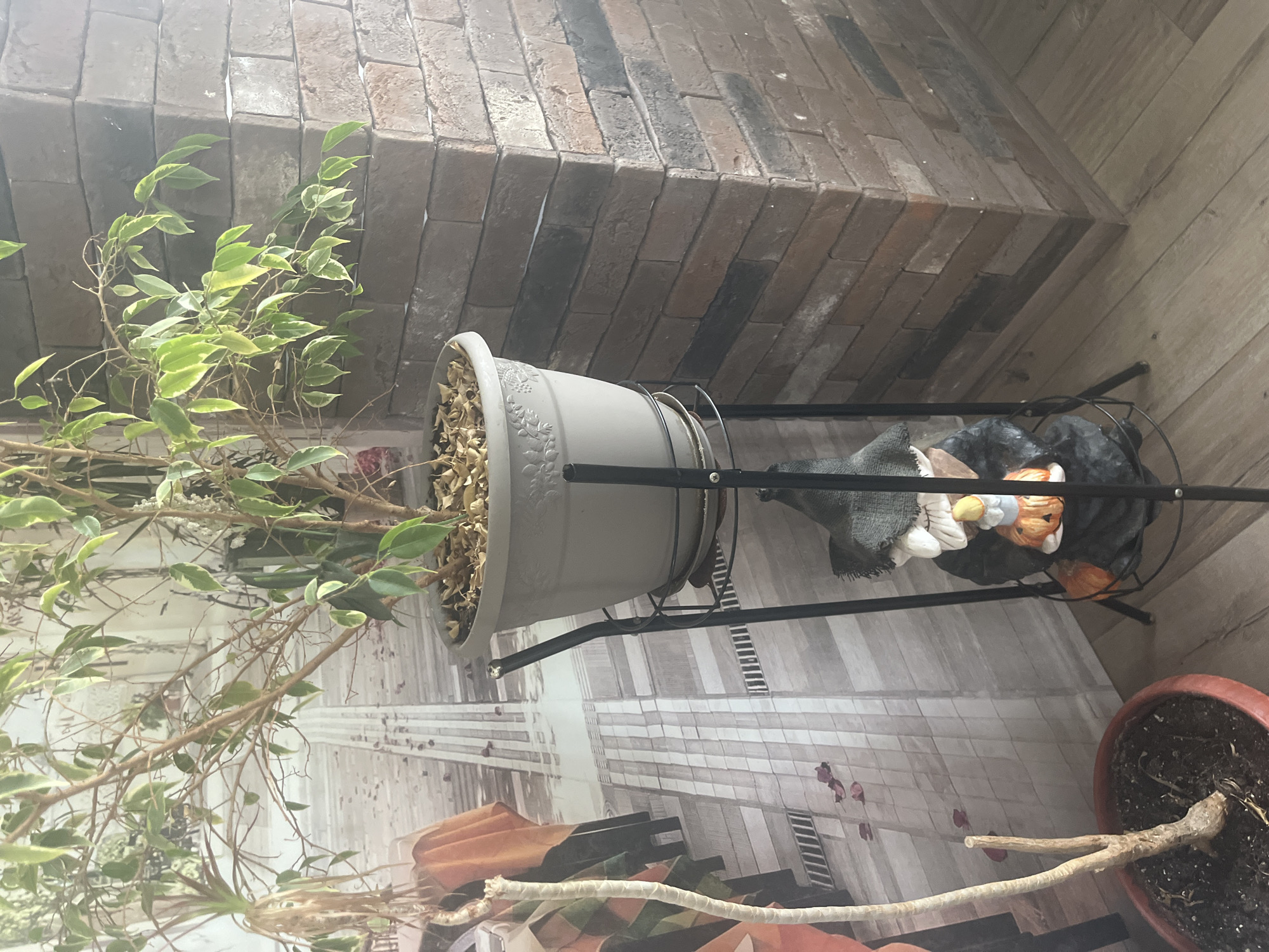 The image depicts an indoor scene with a potted plant on a metal stand. The plant has a light-colored pot and green and yellow leaves. Below the plant, on the stand, is a decorative gnome figure dressed in black with a pointed hat, holding a pumpkin. The background features a wall with a brick pattern and a floor with a wood grain texture. A portion of a wall mural depicting a street scene with tables and scattered rose petals is also visible. The location is identified as Vladimirovka, Russia.