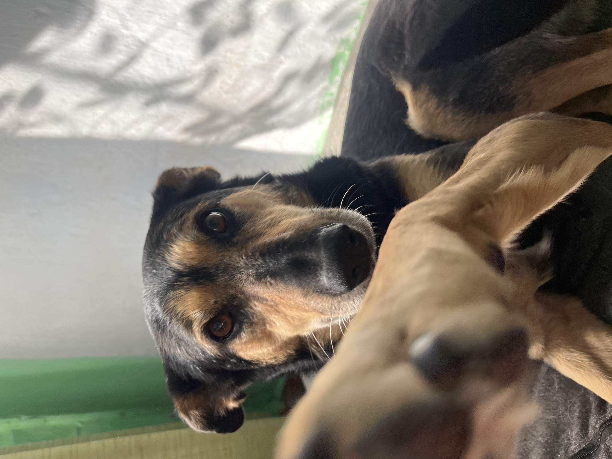 The image shows two dogs, one in sharp focus and the other blurred in the foreground. The dog in focus is a medium-sized dog with black and tan fur, lying down and looking directly at the camera. It has alert brown eyes and prominent white whiskers. The background is softly lit with shadows cast on a textured surface, suggesting an indoor setting. A green curtain or fabric is visible on the left side of the image. No specific location in Nizhny Tagil, Russia, can be identified.