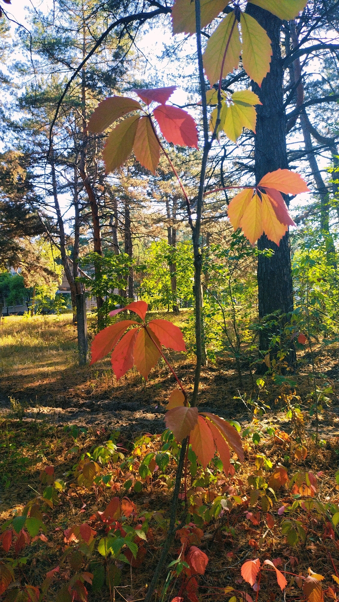 This is a vertical, medium shot photograph taken in Horishni Plavni, Ukraine, during autumn. The image depicts a wooded area with mature trees and a thick undergrowth of plants. The foreground is dominated by a small plant with large, five-lobed leaves that are transitioning in color from green to vibrant reds and oranges, indicating the fall season. These leaves are backlit by the sun, making their veins visible.
In the middle ground, the forest floor is covered with fallen pine needles and a scattering of leaves in various stages of autumn color. The sun filters through the canopy, creating dappled light and shadows across the ground. Several larger trees, including a prominent dark-barked tree to the right of center, stand amongst the undergrowth. In the background, a building with a light-colored facade and a rounded roofline is partially visible through the trees, suggesting the proximity of a residential area. The overall impression is one of a serene, sun-drenched autumn forest scene within the city.