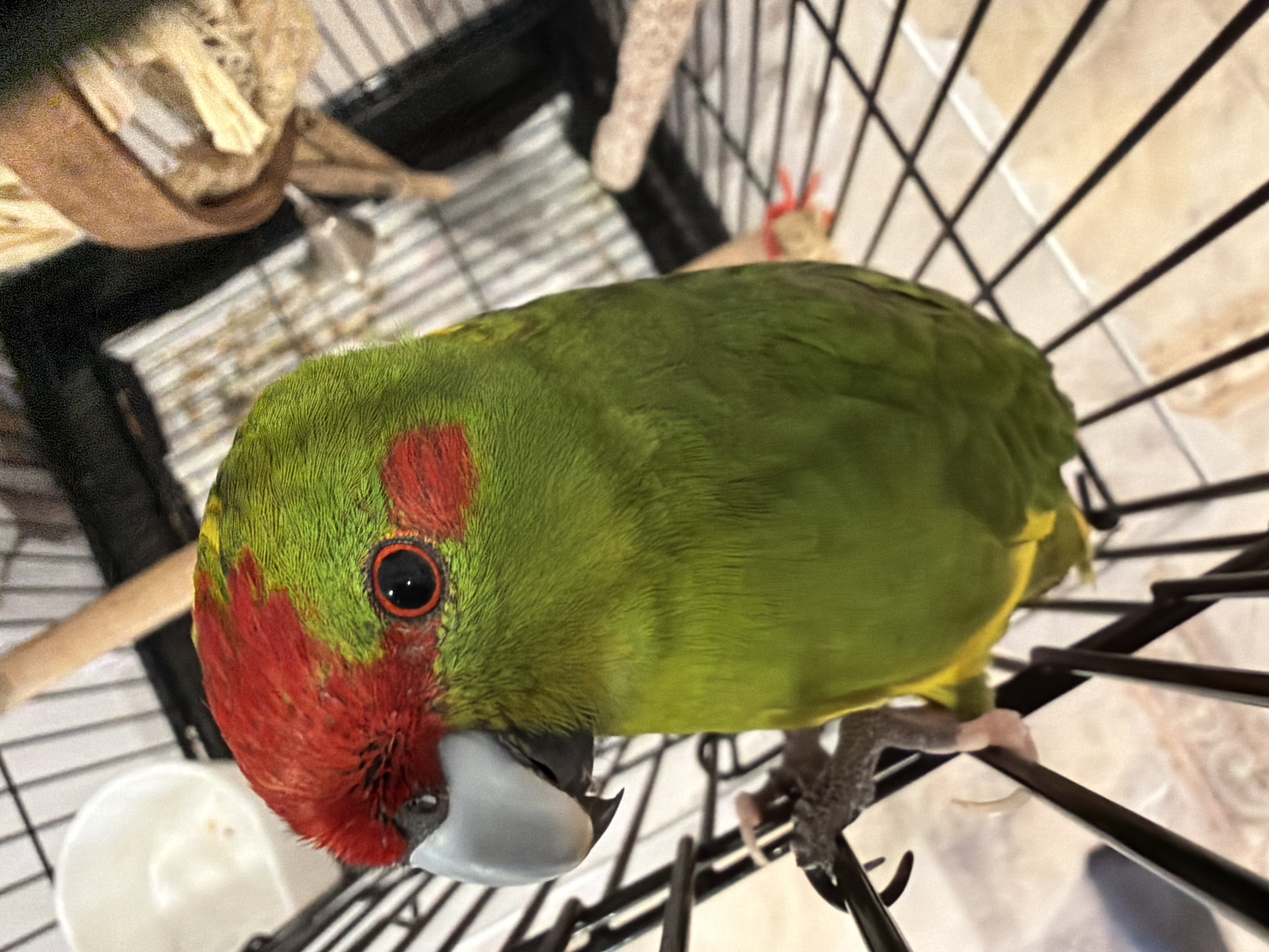 A close-up, eye-level, indoor shot shows a green parrot with a red head and red patches on its cheeks perched on the bars of a black birdcage. The parrot is facing left, with its head tilted down. Its eye is black and round with a red iris. The beak is light gray and hooked. A white food or water dish is visible in the upper left corner of the frame. The background is blurred and appears to be part of the interior of a room, with a wooden perch visible in the upper right. The parrot's feet are gripping the cage bars. The scene is devoid of any identifiable landmarks or elements that would suggest a location in Novozavidovskiy, Russia.