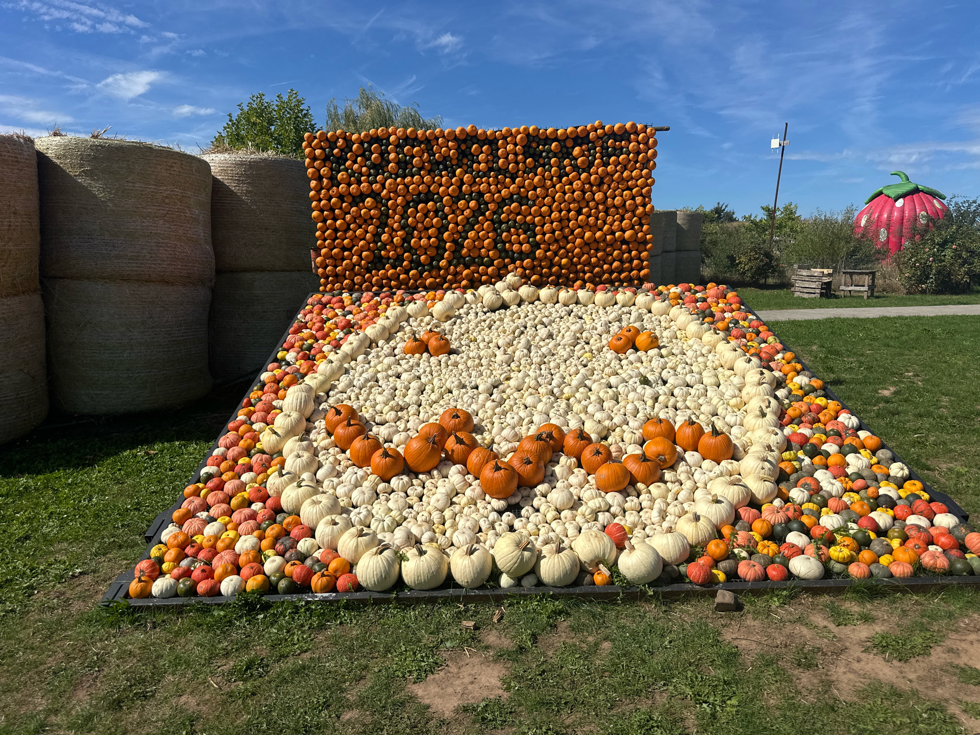 In Mechernich, Germany, a festive outdoor display features a large arrangement of pumpkins and gourds. The pumpkins are organized in a tiered, triangular pattern on the ground, with smaller, colorful pumpkins forming the base and white pumpkins forming the next layer. A large wall constructed from stacked orange pumpkins stands at the back, with a black, smiley-face-like pattern created by dark-colored pumpkins. To the left, several large, round bales of hay are stacked. In the background, a red inflatable strawberry structure is visible amongst trees and bushes. The scene is set under a clear blue sky with scattered clouds.