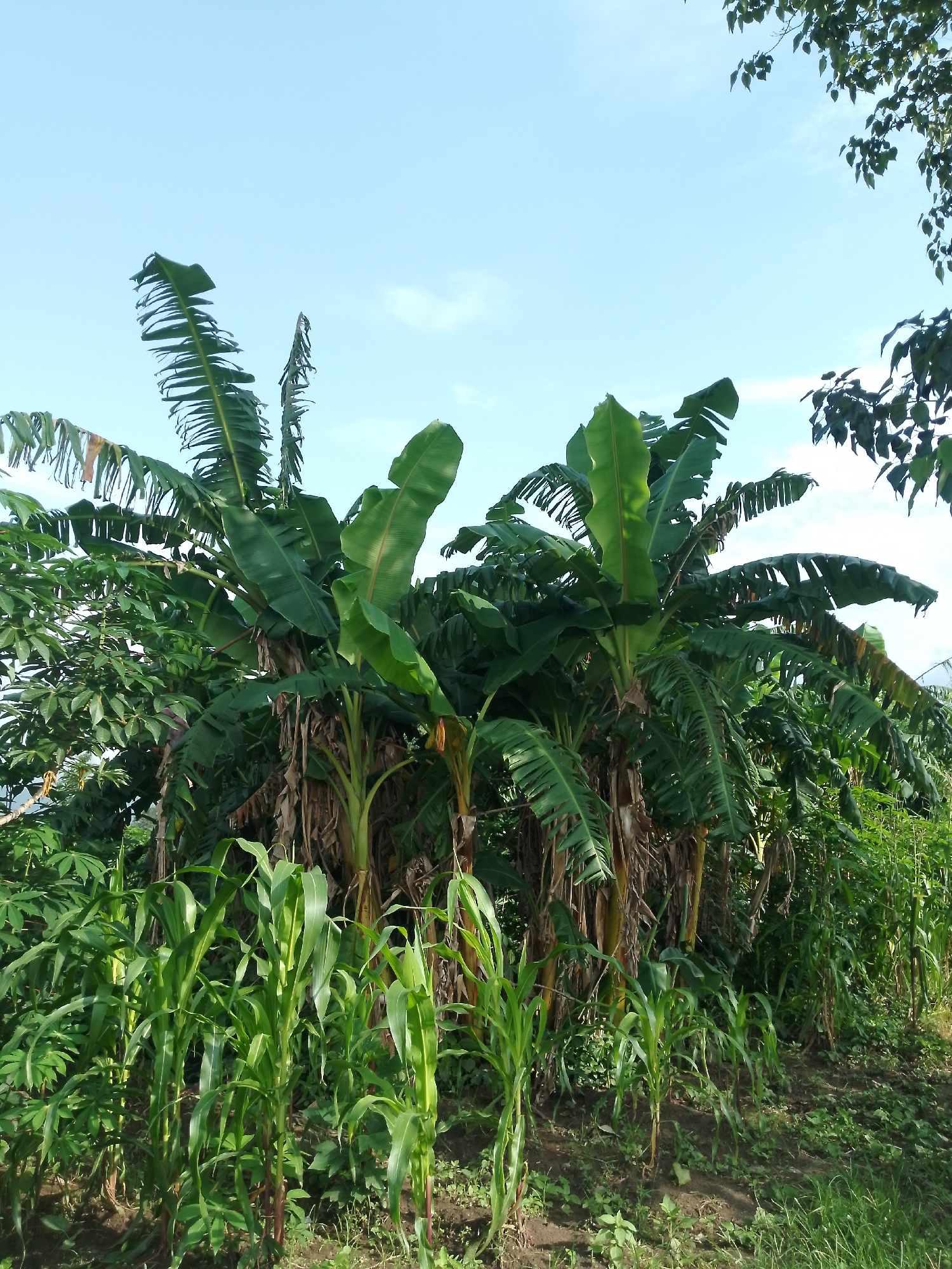 A medium-shot photograph captures a rural scene in Serti, Nigeria, under a clear blue sky with a few wispy clouds. The foreground is dominated by several stalks of young corn plants, their bright green leaves reaching upwards. Behind the corn, a dense cluster of banana trees stands tall, their large, broad leaves creating a lush, green canopy. Some of the banana trees appear to have developing bunches of green bananas. To the left of the banana trees, the leaves of what appear to be cassava plants are visible. The ground is covered in dark soil, with patches of grass and smaller green plants growing around the base of the larger crops. The overall impression is one of a thriving agricultural landscape, indicative of the fertile land in the region.