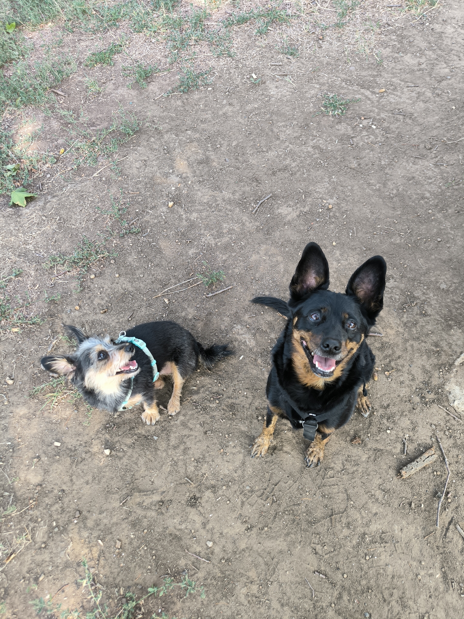 Two dogs are on a dirt path. The dog on the left is black and tan with gray fur around its face and has a teal collar. The dog on the right is black and tan with large ears and a black harness. Both dogs are looking up at the camera. The ground is dry dirt with scattered green grass and small sticks. The image appears to be taken outdoors during the day.