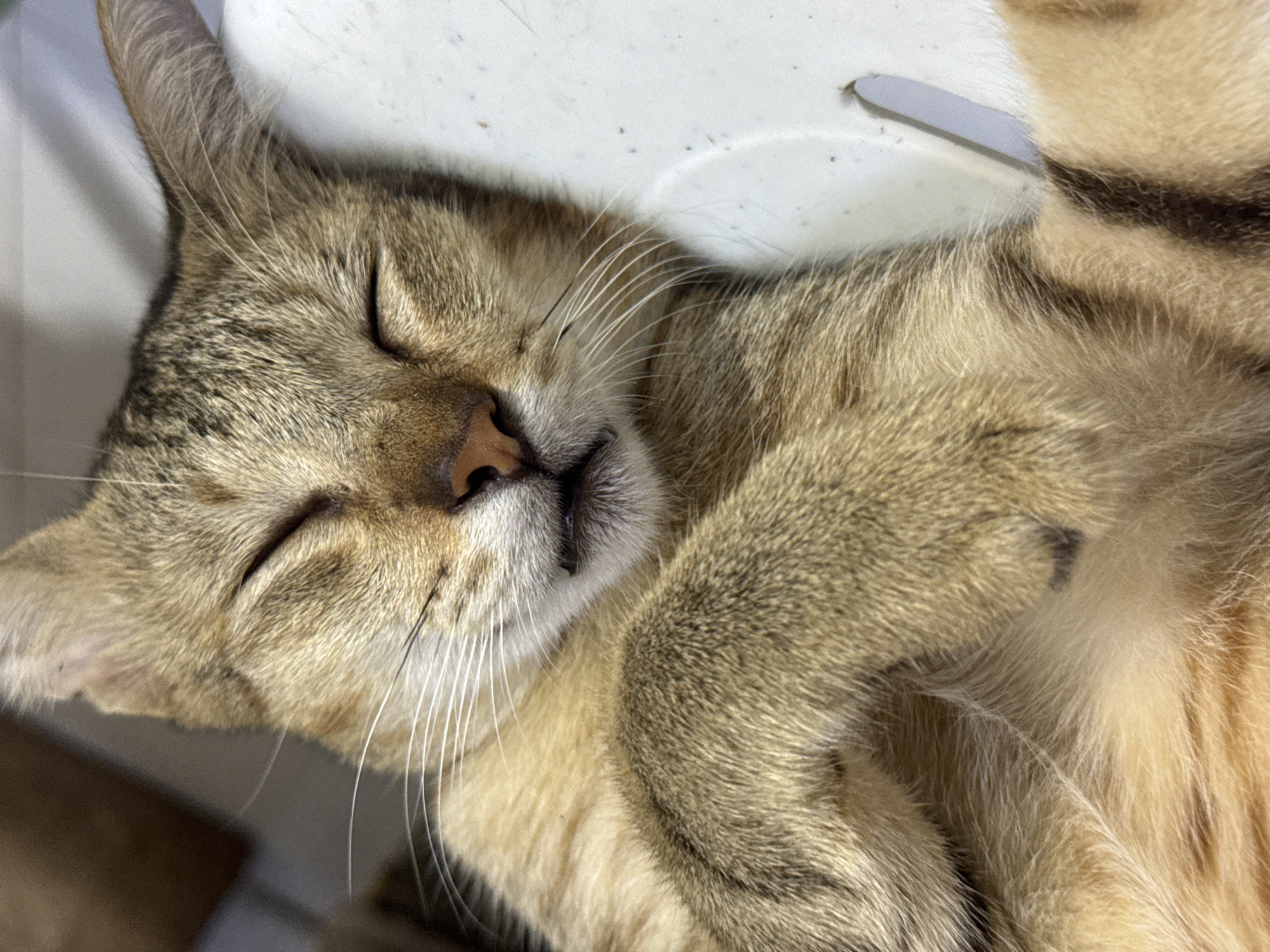 A close-up, eye-level shot shows a tabby cat sleeping on a white surface. The cat is positioned on its back with its paws crossed over its chest. Its eyes are closed, and its mouth is slightly open, revealing a sliver of its tongue. The cat's fur is a mix of brown, black, and tan stripes. The background is a blurry white surface that appears to be made of plastic. The lighting is bright and appears to be artificial, casting a soft glow on the cat's fur. The image was taken in Davao City, Philippines.