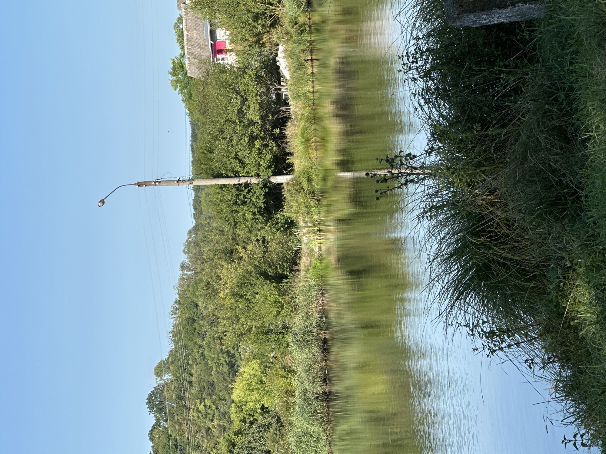 The image depicts a tranquil waterscape with lush vegetation and a clear blue sky. In the foreground, tall green grass and reeds line the bank of a calm body of water, which reflects the surrounding trees and sky. A single, tall concrete utility pole with a lamppost stands near the water's edge, with power lines extending across the scene. In the background, a dense forest covers rolling hills, and a white house with a bright pink window or door is partially visible amongst the trees. The scene is likely a natural or semi-natural area within or near the village of Makiv, Ukraine, given the presence of the house and utility pole, suggesting a rural setting. No people are visible in the image. The overall atmosphere is serene and natural.