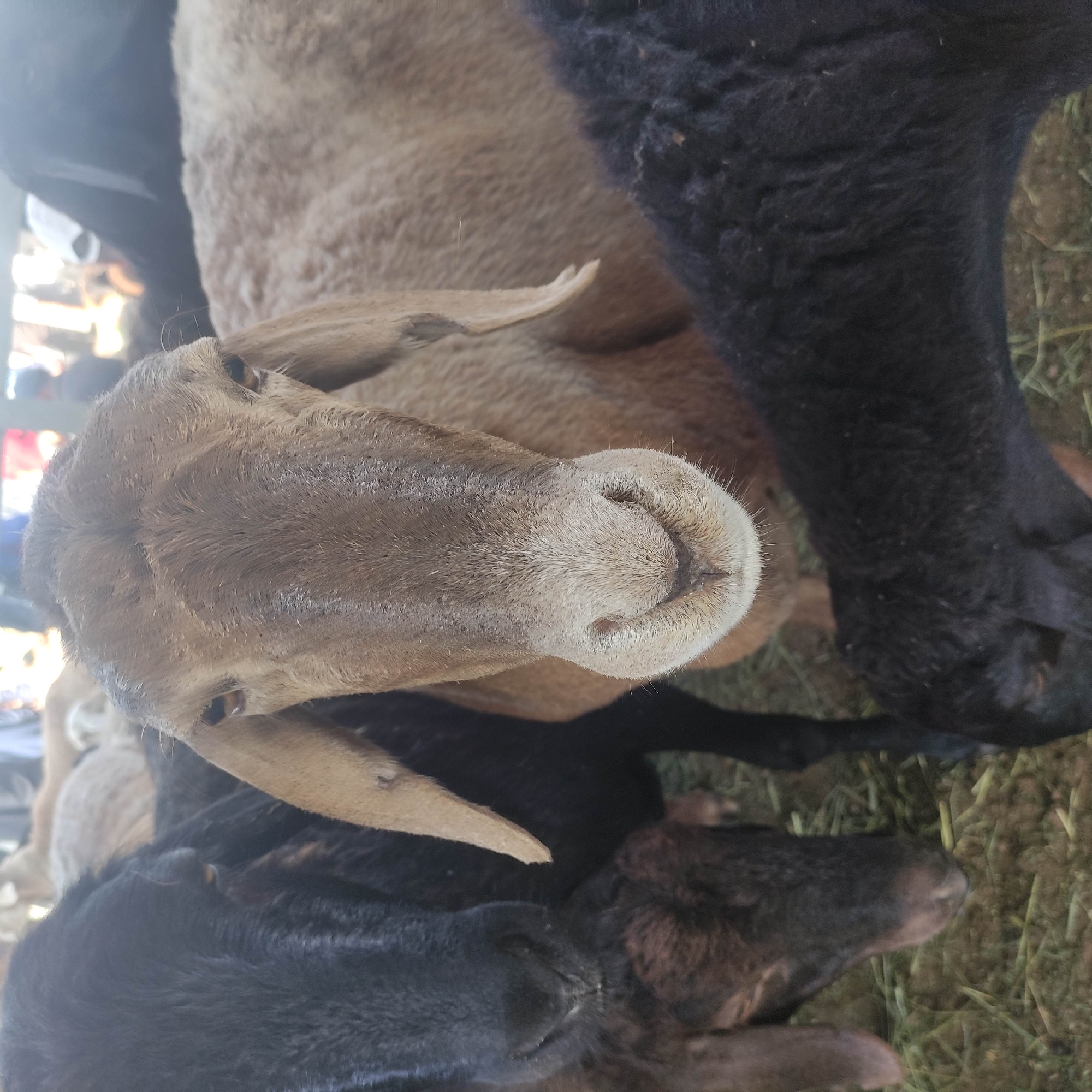 A close-up, eye-level shot shows a group of sheep in what appears to be an outdoor market or enclosure in Kara-Bulak, Kyrgyzstan. The central subject is a light brown sheep facing the camera, its face filling a significant portion of the frame. Its eyes are open, and its snout and mouth are clearly visible. To the left and slightly behind it, a black sheep is partially visible, its head and upper body obscured by the central sheep. Another black sheep is in the foreground on the right, with its head angled away from the camera. In the background, other sheep and indistinct human figures are visible, along with what looks like a stall or structure. The ground is covered in hay or straw. The lighting is natural, suggesting daylight.