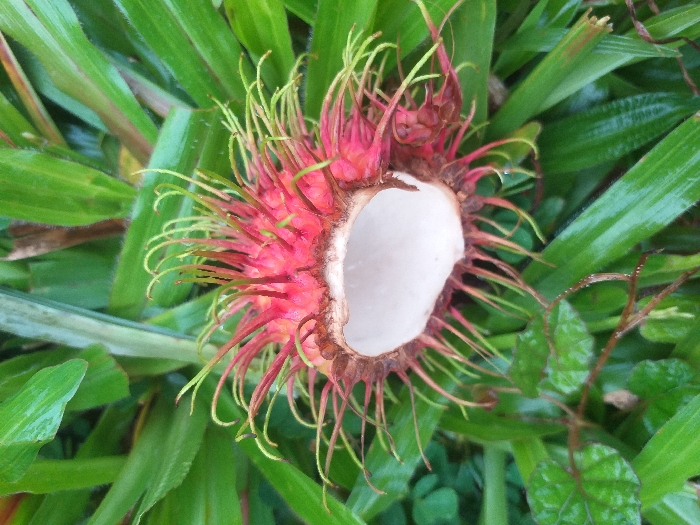 A partially opened rambutan fruit is depicted resting on green foliage in Mns Alue, Indonesia. The fruit, oriented with its opened section facing upward, displays a vibrant red exocarp covered in numerous green-tipped, hair-like spines. A central, irregular tear reveals the smooth, opaque white aril (flesh) of the fruit. The rambutan is surrounded by various plant life, including broad, green blade-like leaves and smaller, dark green, ovate leaves on thin, reddish-brown stems. Water droplets are visible on the surfaces of the surrounding foliage.