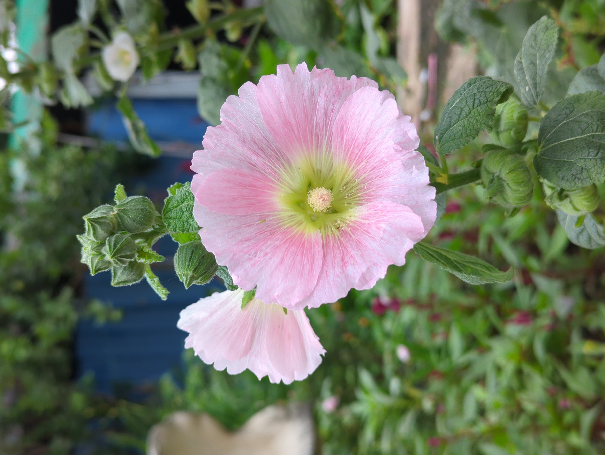 The image shows a close-up of a pink hollyhock flower in full bloom. The flower has a green center and is surrounded by green leaves and buds. The background is a mix of green foliage and a glimpse of blue wood. The flower is well lit, with soft shadows that define its texture. The image appears to have been taken outdoors in natural light. While the image is taken in Shunde District, China, there is no specific information in the image that allows identification of the precise location within the city district.